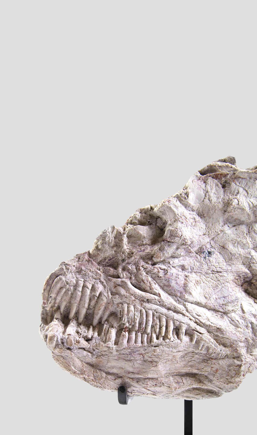 Nord-africain Crâne de poisson marin fossile Brychaetus Muelleri en vente
