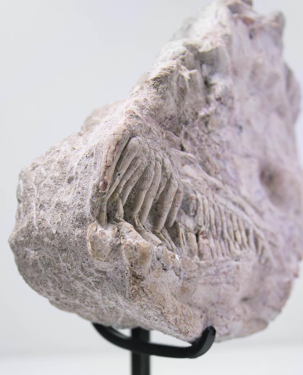 Autre Crâne de poisson marin fossile Brychaetus Muelleri en vente