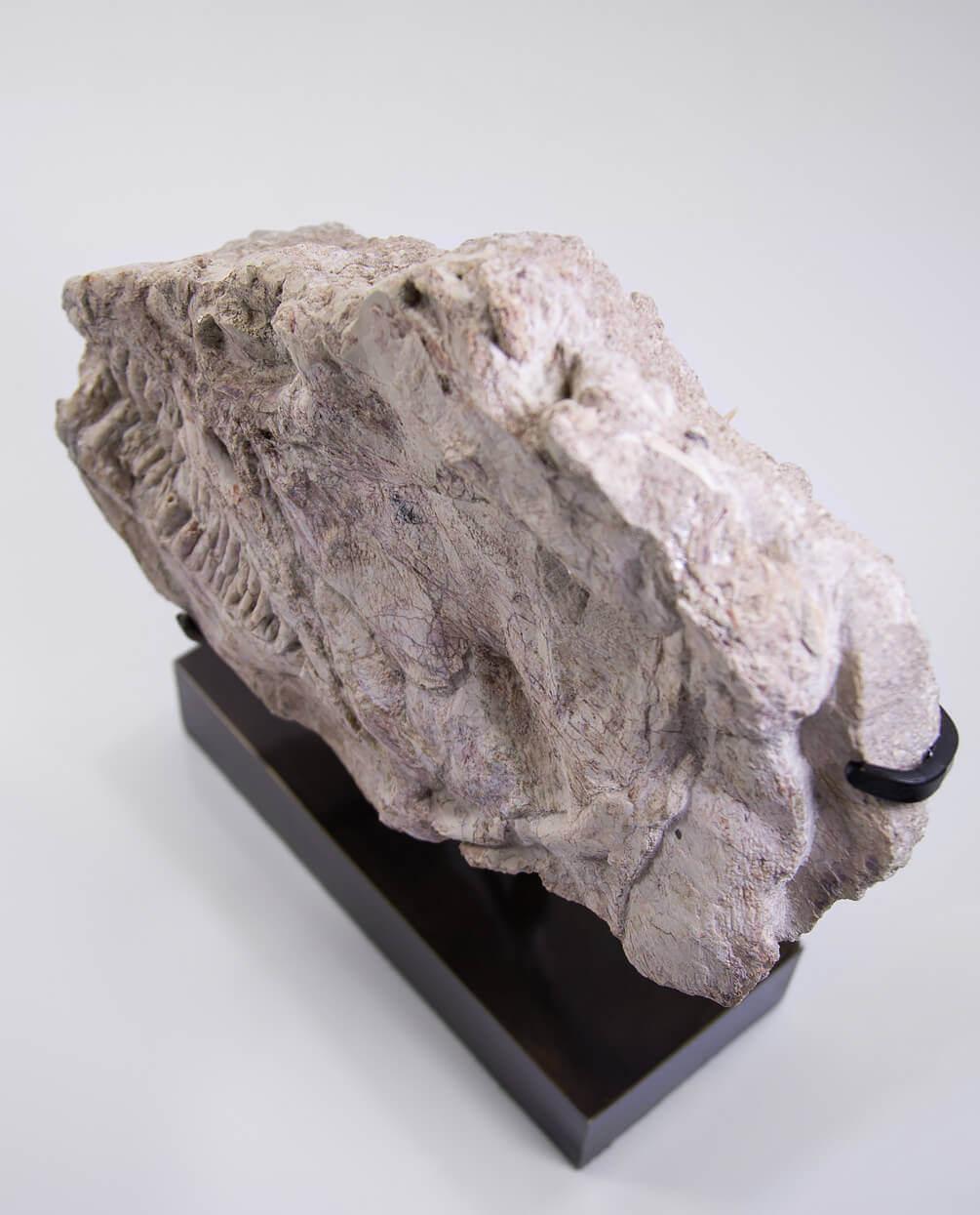 Crâne de poisson marin fossile Brychaetus Muelleri Excellent état - En vente à Scorton, GB