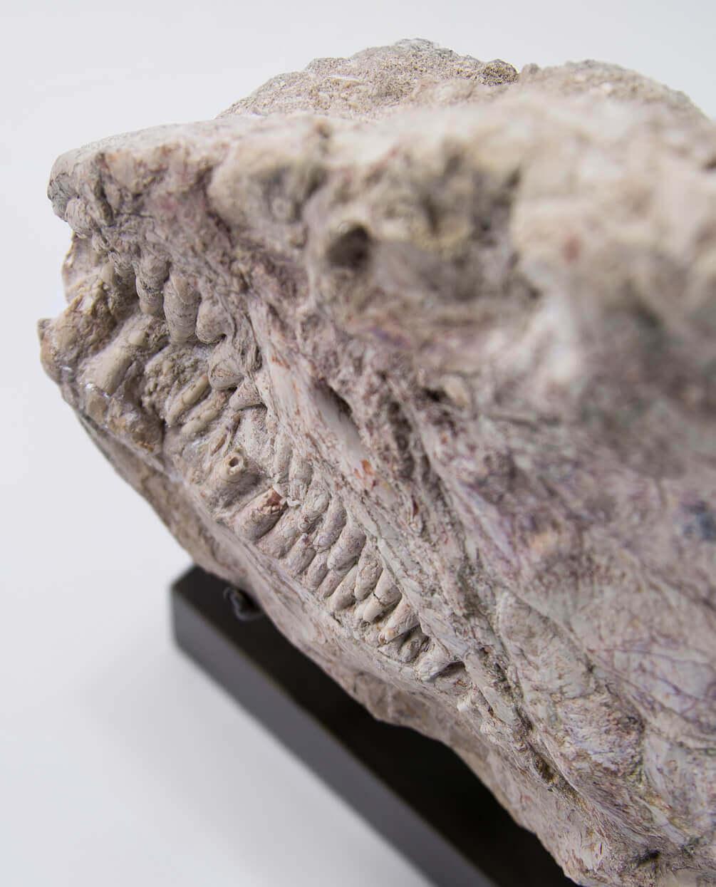 XVIIIe siècle et antérieur Crâne de poisson marin fossile Brychaetus Muelleri en vente