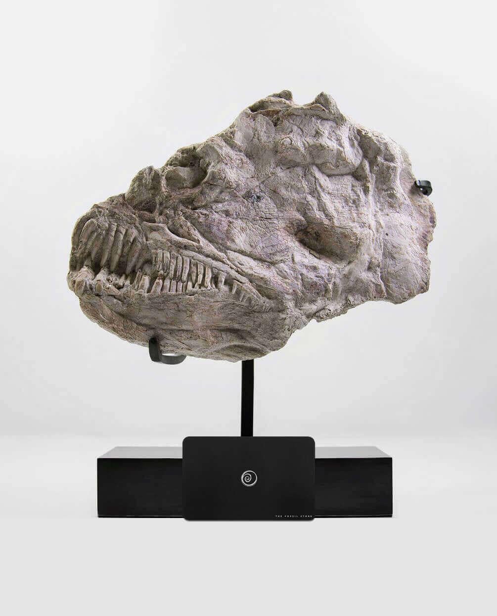 Calcaire Crâne de poisson marin fossile Brychaetus Muelleri en vente