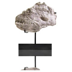 Fossil Marine Fish Skull Brychaetus Muelleri