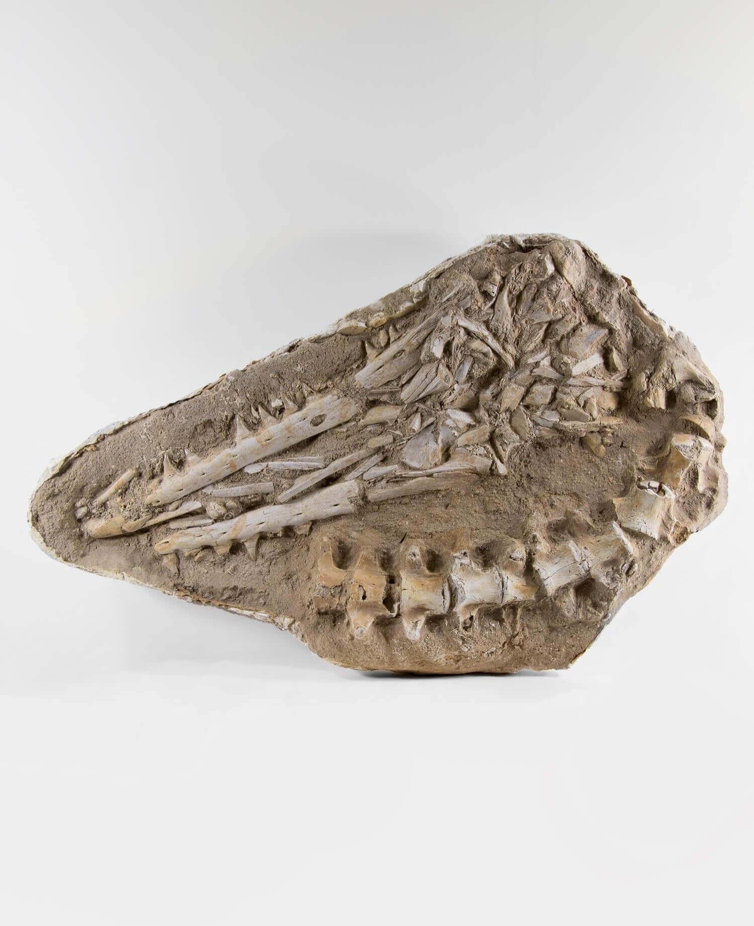 A wonderful example of a Cretaceous mosasaur. The original Halisaurus arambourgi mosasaur mandibles and vertebrae, measuring 2.9ft, include a well-preserved, near-complete skull, lower jaws and teeth, detailing preservation throughout the internal