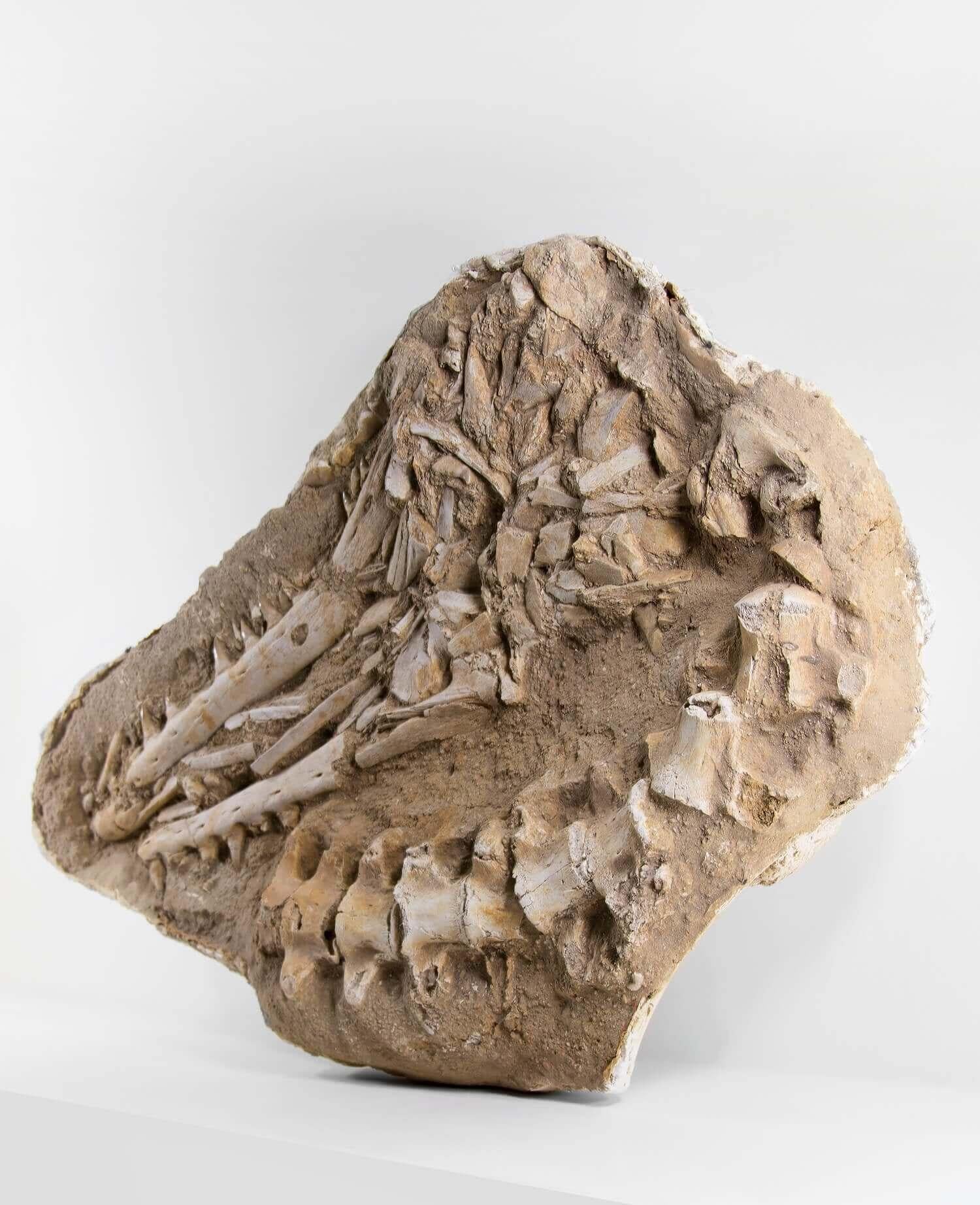 Prehistoric Fossil Marine Mosasaur of The Cretaceous Period For Sale