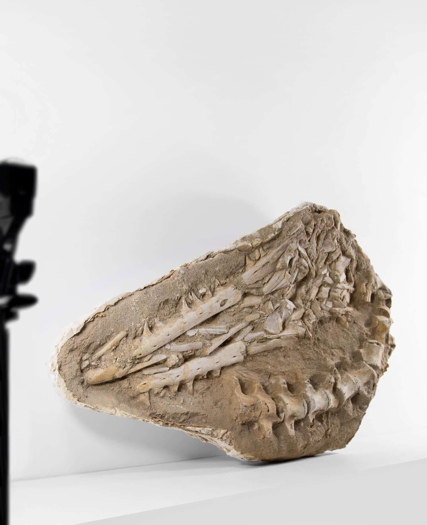 North African Fossil Marine Mosasaur of The Cretaceous Period For Sale