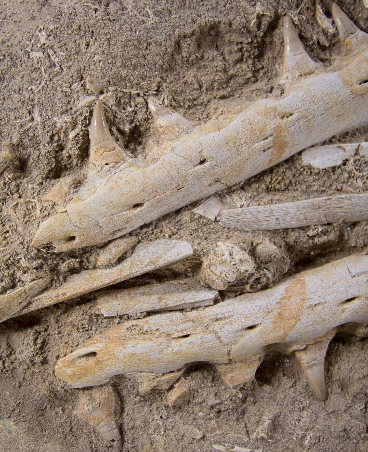 Other Fossil Marine Mosasaur of The Cretaceous Period For Sale