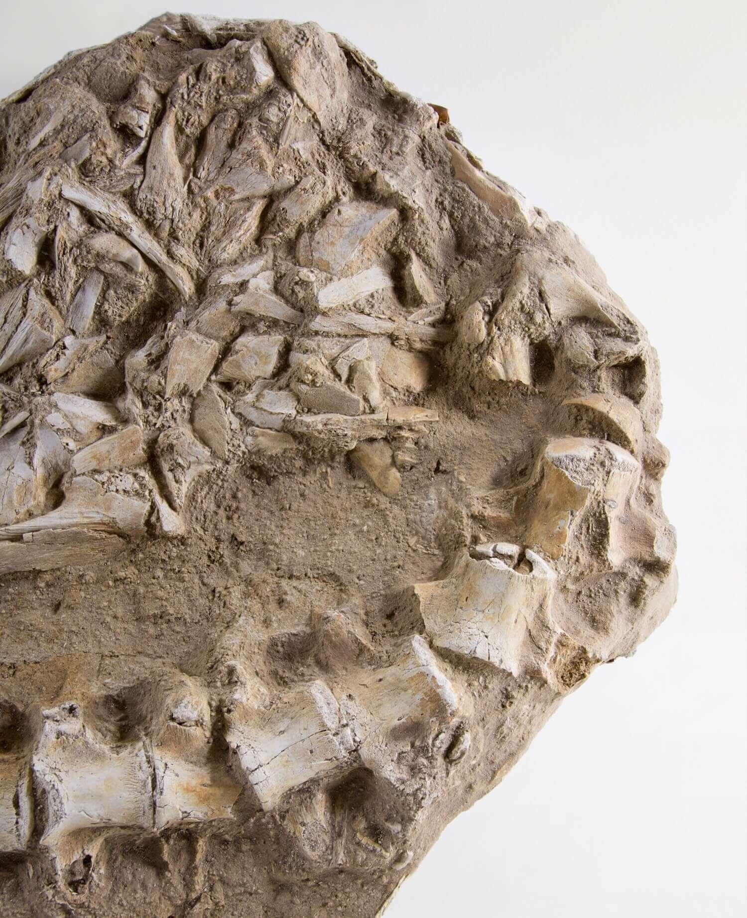 Fossil Marine Mosasaur of The Cretaceous Period In Excellent Condition For Sale In Scorton, GB