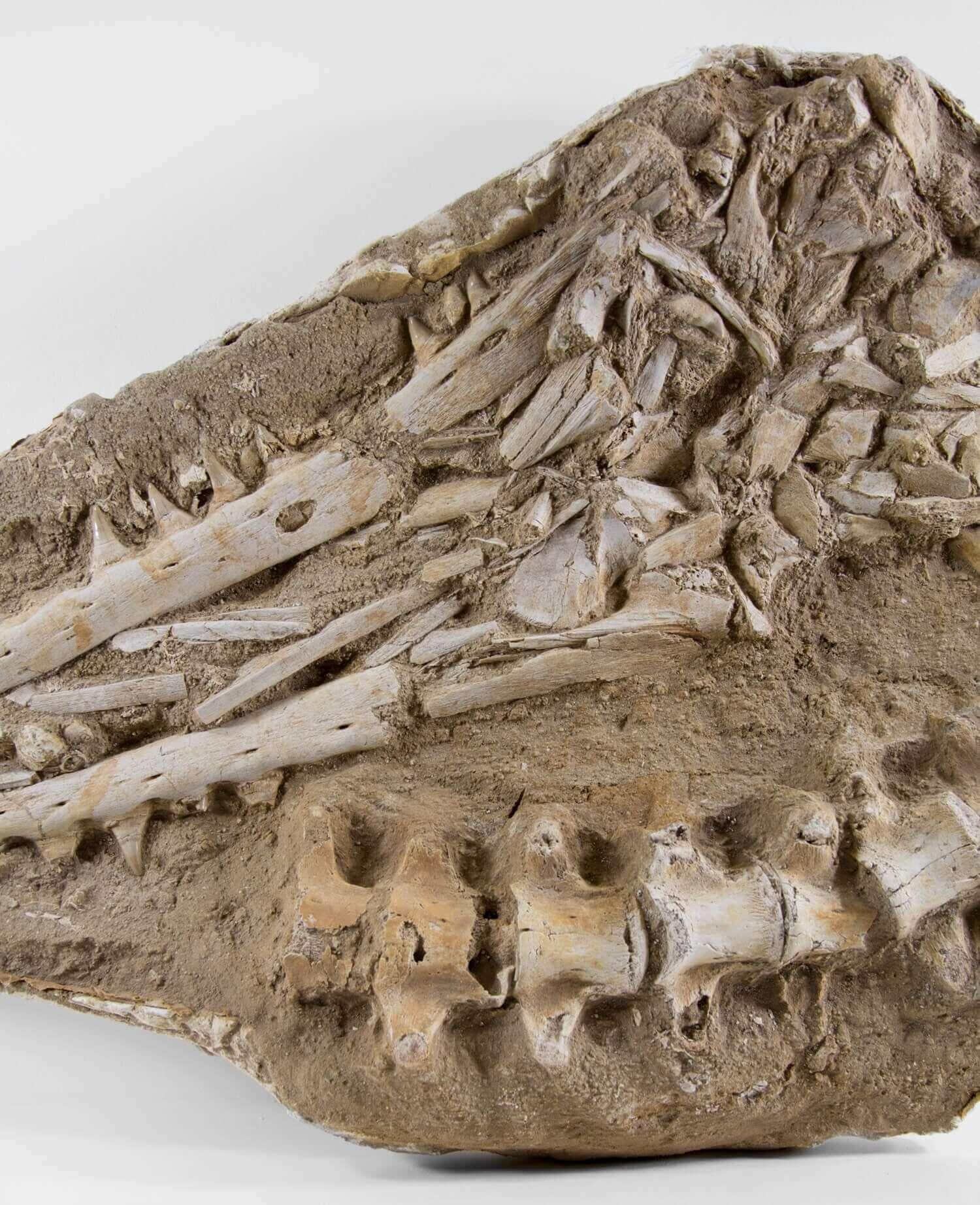 18th Century and Earlier Fossil Marine Mosasaur of The Cretaceous Period For Sale