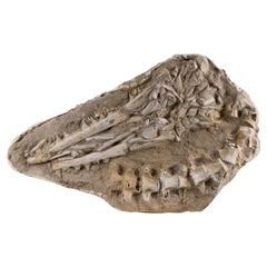 Fossil Marine Mosasaur of The Cretaceous Period