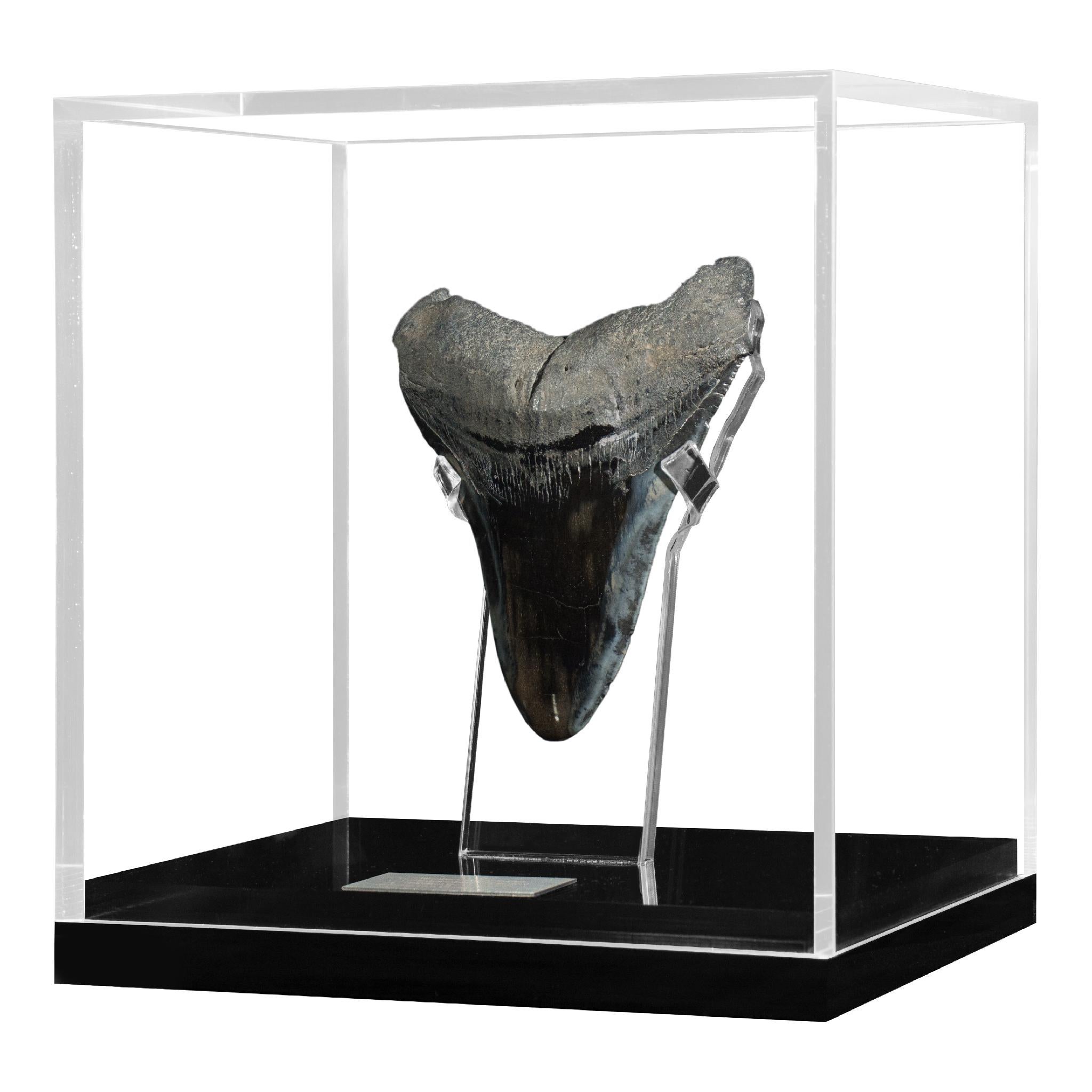Megalodon, is an extinct species of sharks that lived 10 to 25 million years ago, during the Miocene period.
It´s considered the biggest predator that has ever lived, reaching lengths up to 60 feet and estimated weight of 60 tons. Their jaw could