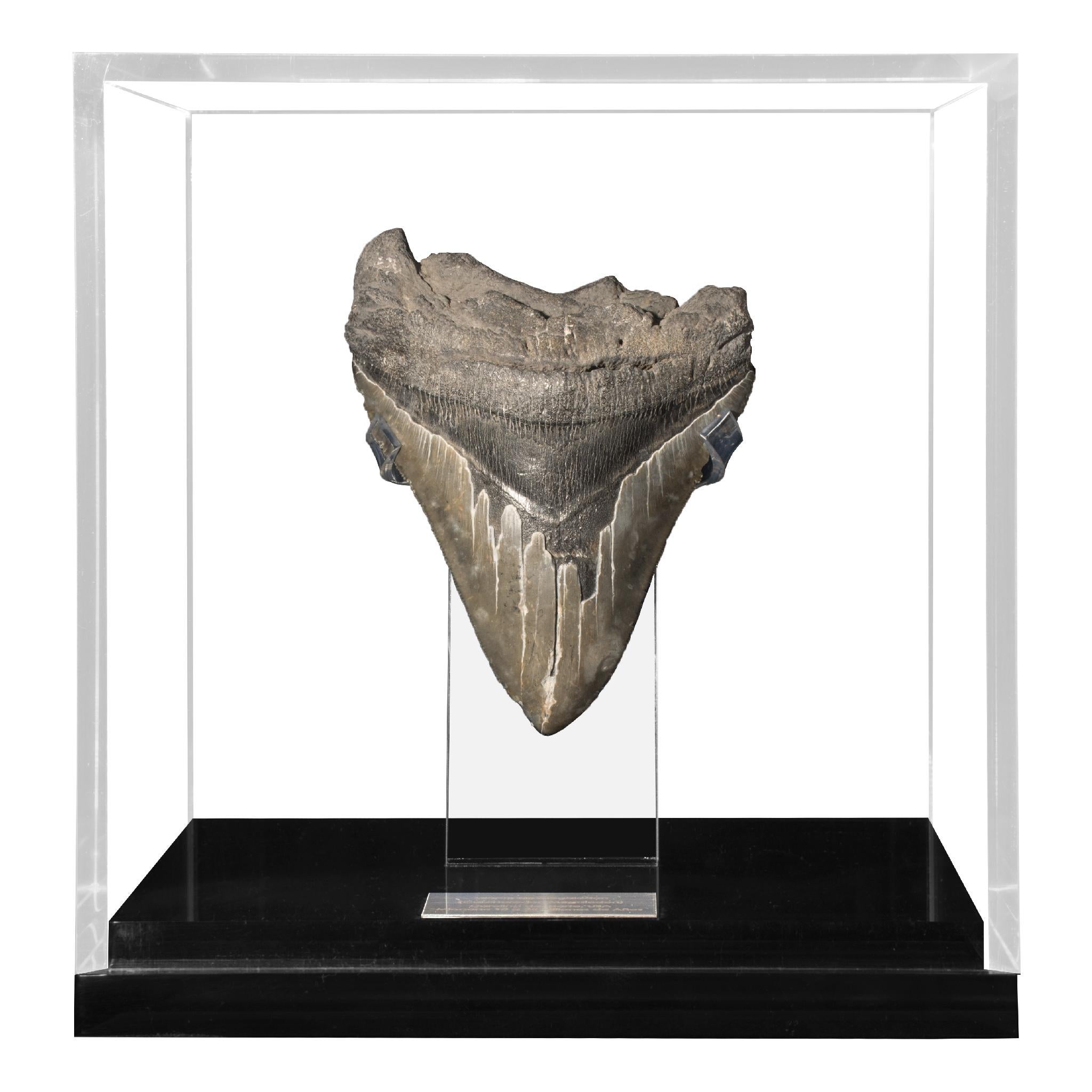 Megalodon, is an extinct species of sharks that lived 10 to 25 million years ago, during the Miocene period.
It´s considered the biggest predator that has ever lived, reaching lengths up to 60 feet and estimated weight of 60 tons. Their jaw could