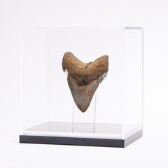 Fossil Megalodon "The Monster Shark" Tooth in Acrylic Custom Box