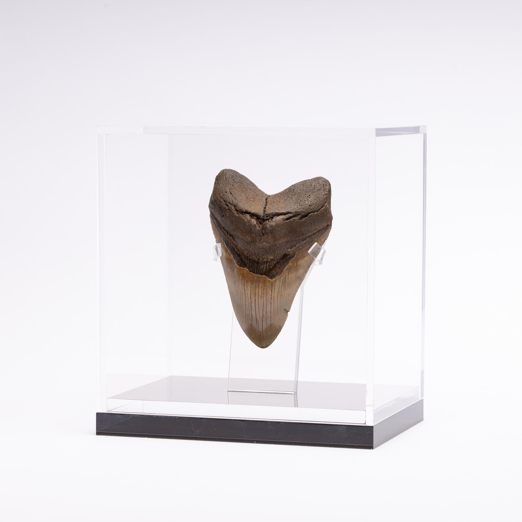 Megalodon, is an extinct species of sharks that lived 10 to 25 million years ago, during the Miocene period.
It’s considered the biggest predator that has ever lived, reaching lengths up to 60 feet and estimated weight of 60 tons. Their jaw could