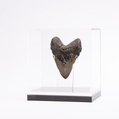 Fossil Megalodon "the Monster Shark" Tooth in Acrylic Custom Box
