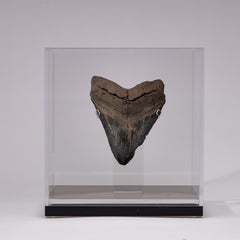 Fossil Megalodon "the Monster Shark" Tooth in Acrylic Custom Box