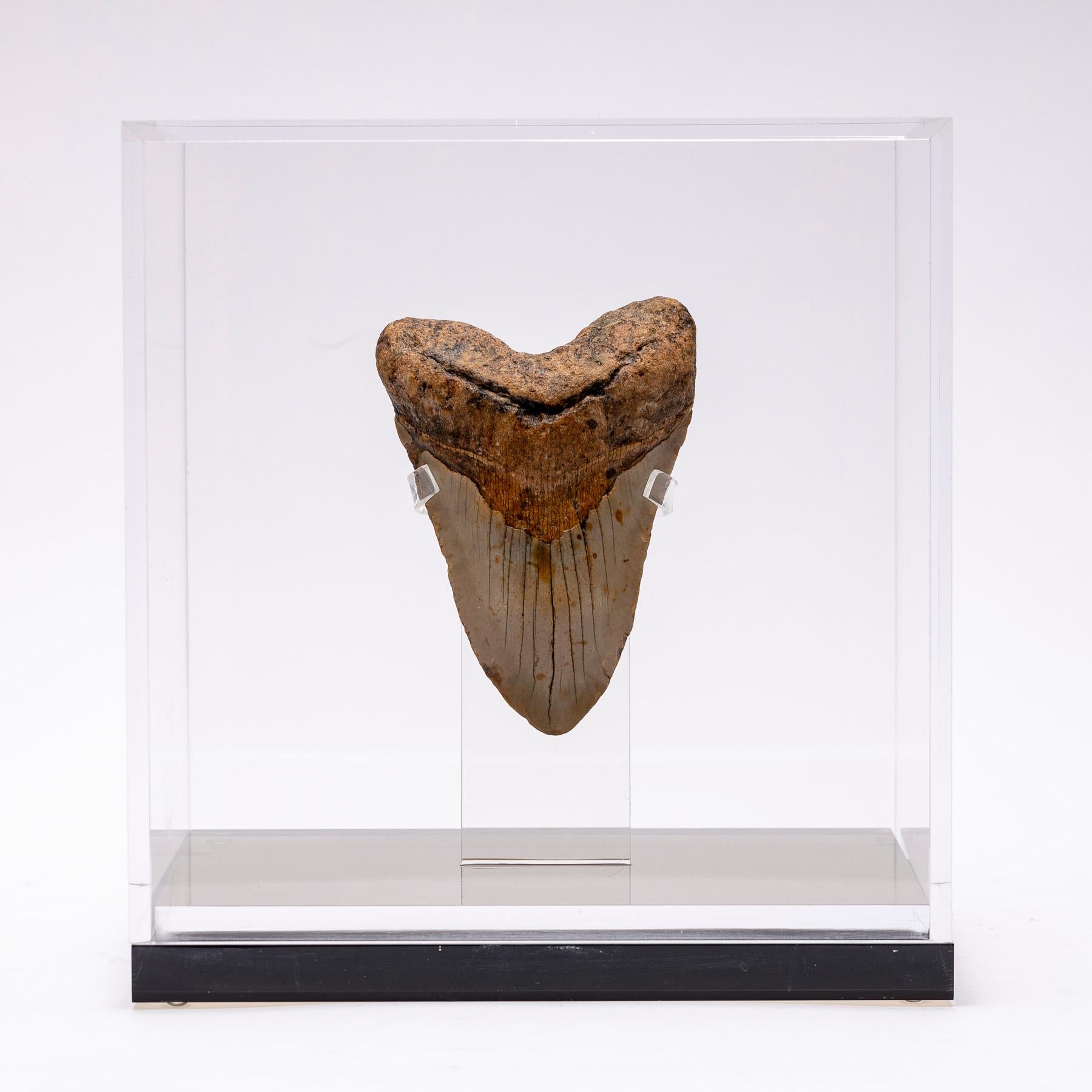 Megalodon, is an extinct species of sharks that lived 10 to 25 million years ago, during the Miocene period.
It’s considered the biggest predator that has ever lived, reaching lengths up to 60 feet and estimated weight of 60 tons. Their jaw could