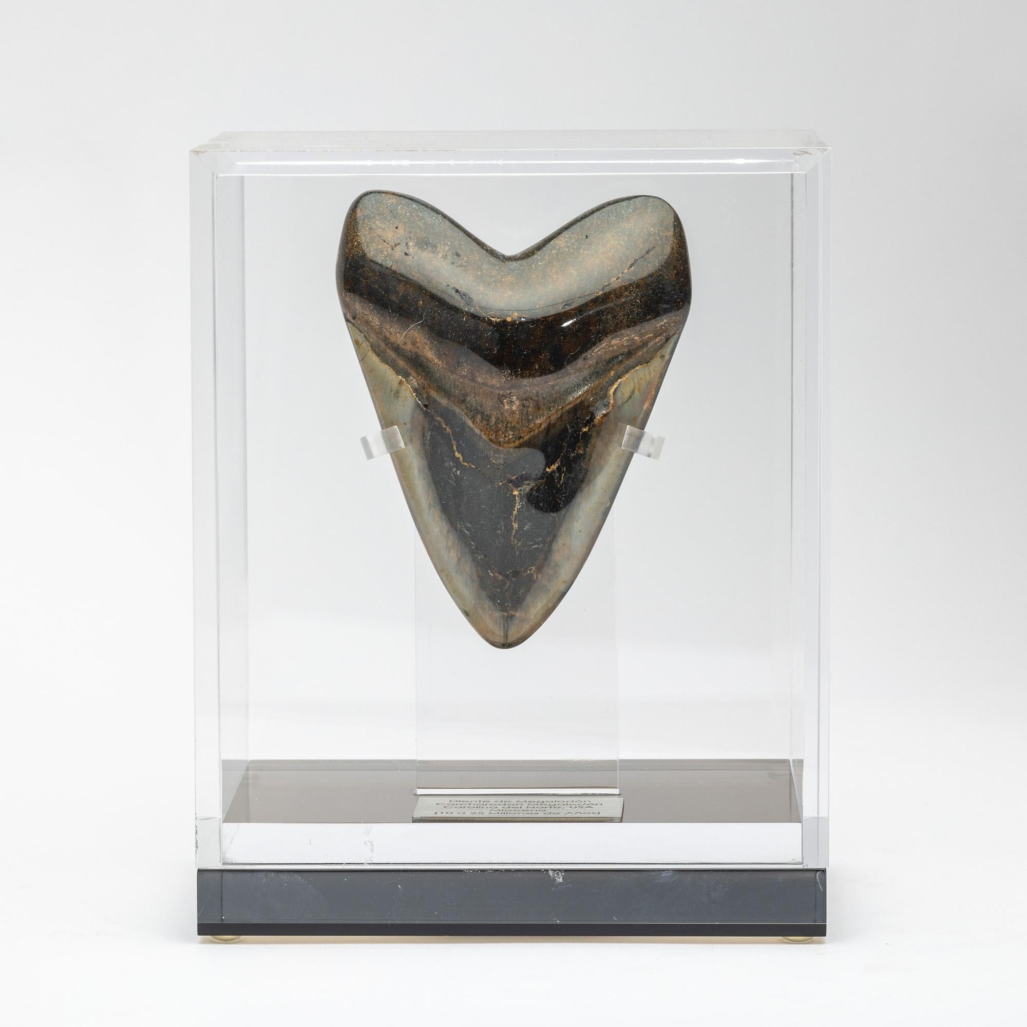 Megalodon, is an extinct species of sharks that lived 10 to 25 million years ago, during the Miocene period.
It’s considered the biggest predator that has ever lived, reaching lengths up to 60 feet and estimated weight of 60 tons. Their jaw could