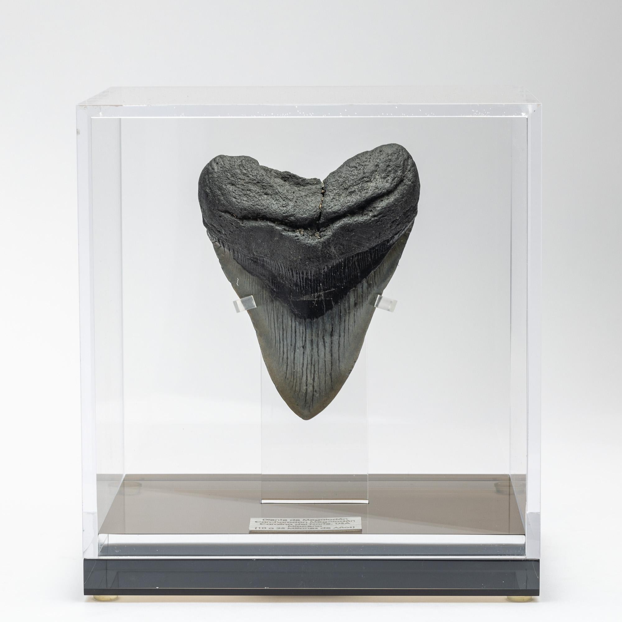 Megalodon, is an extinct species of sharks that lived 10 to 25 million years ago, during the Miocene period.
It’s considered the biggest predator that has ever lived, reaching lengths up to 60 feet and estimated weight of 60 tons. Their jaw could