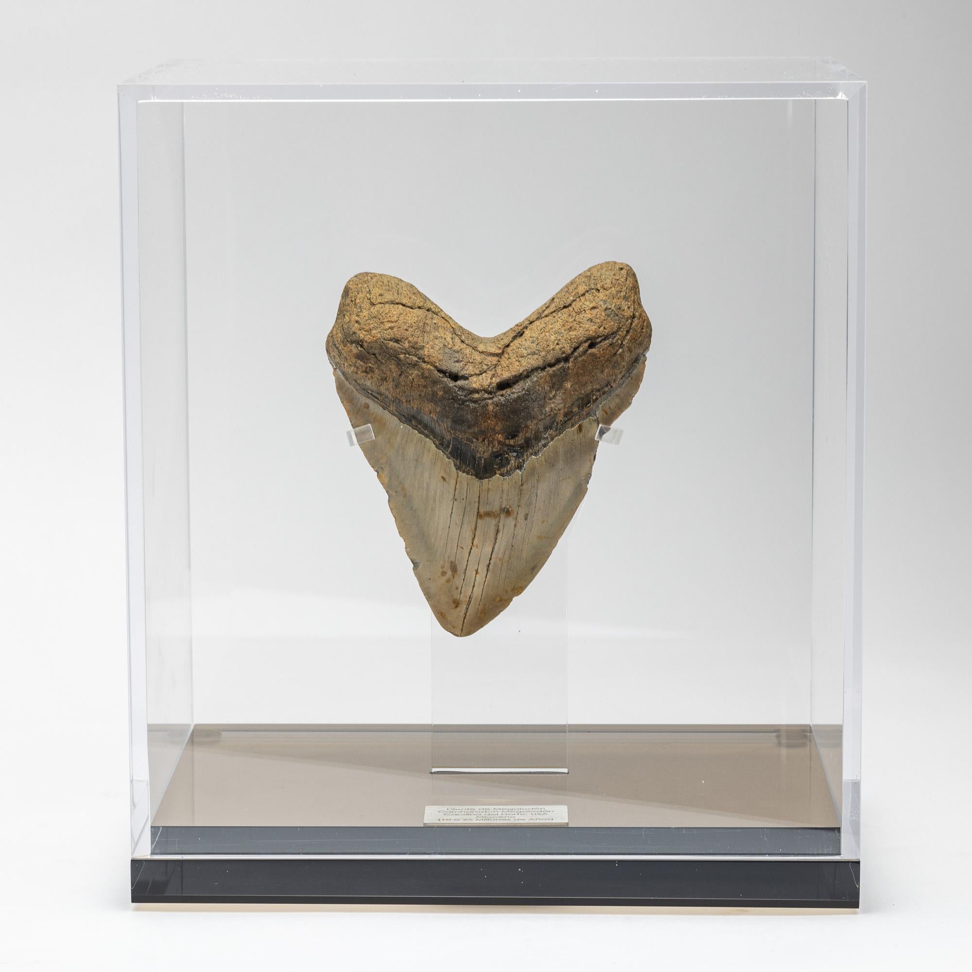 Megalodon, is an extinct species of sharks that lived 10 to 25 million years ago, during the Miocene period.
It’s considered the biggest predator that has ever lived, reaching lengths up to 60 feet and estimated weight of 60 tons. Their jaw could