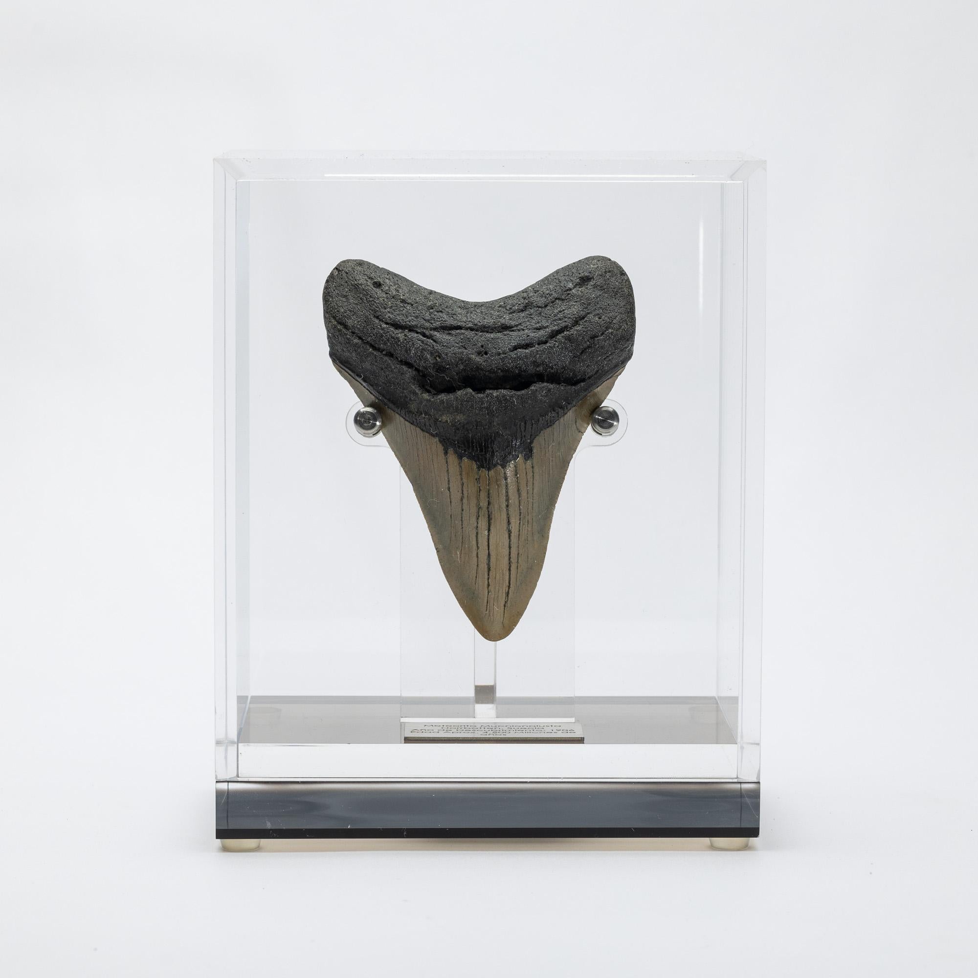 Megalodon, is an extinct species of sharks that lived 10 to 25 million years ago, during the Miocene period.
It’s considered the biggest predator that has ever lived, reaching lengths up to 60 feet and estimated weight of 60 tons. Their jaw could