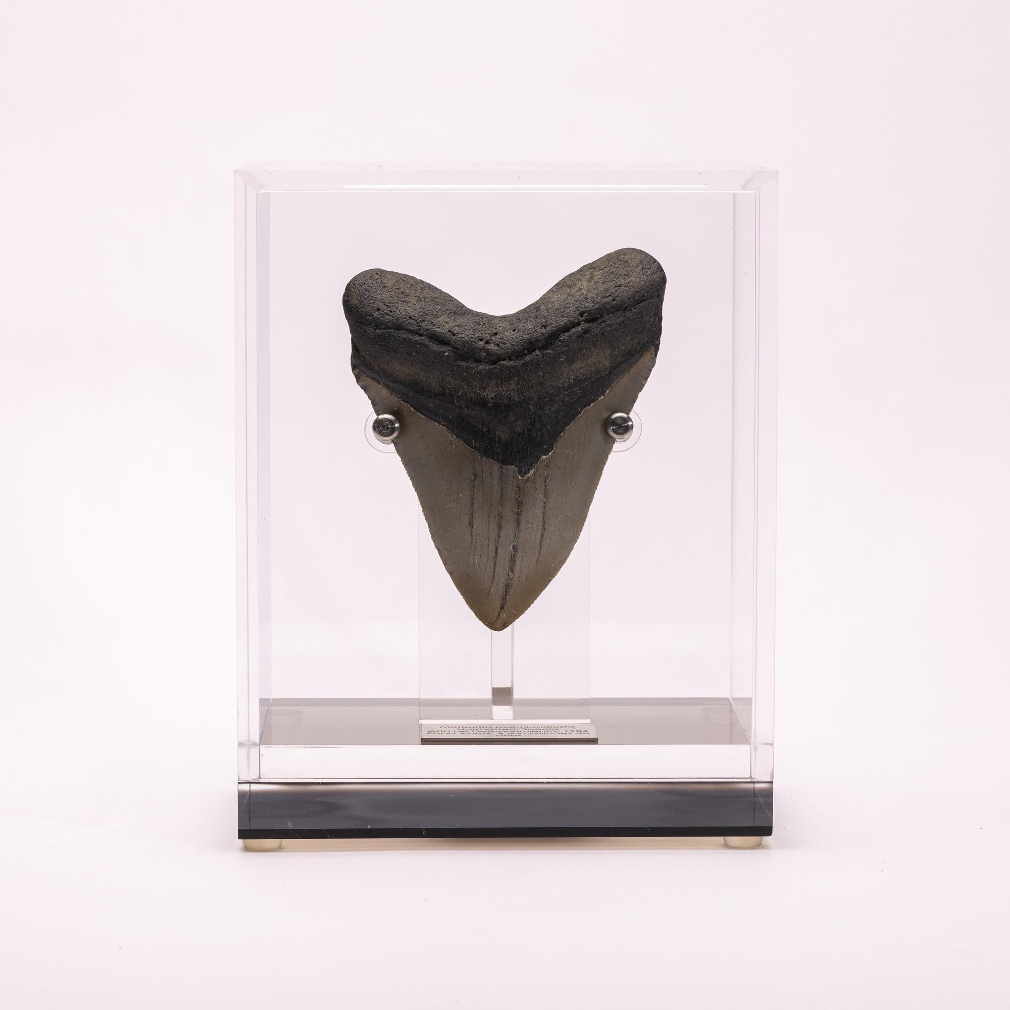 Megalodon, is an extinct species of sharks that lived 10 to 25 million years ago, during the Miocene period.
It’s considered the biggest predator that has ever lived, reaching lengths up to 60 feet and estimated weight of 60 tons. Their jaw could