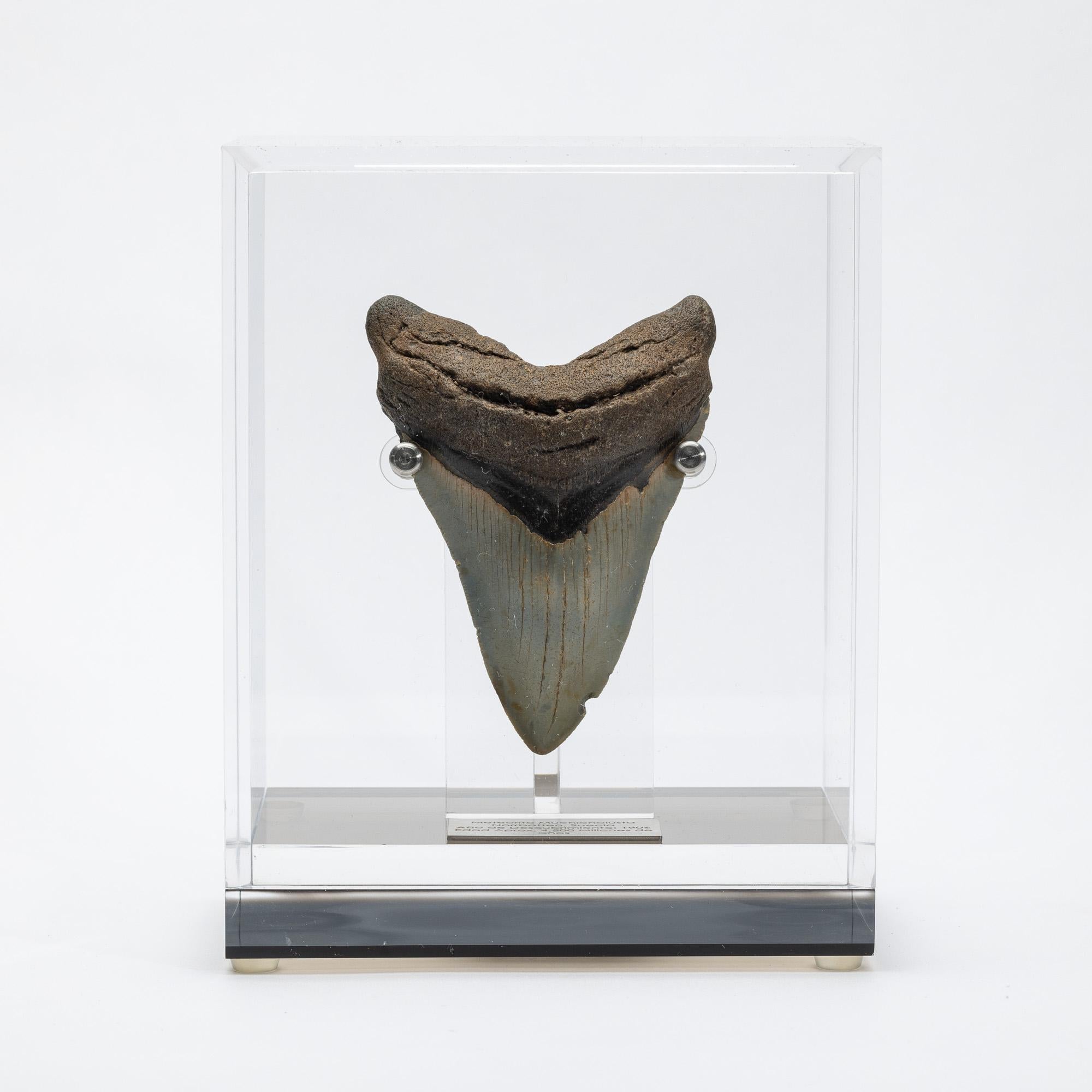 Fossil Megalodon 