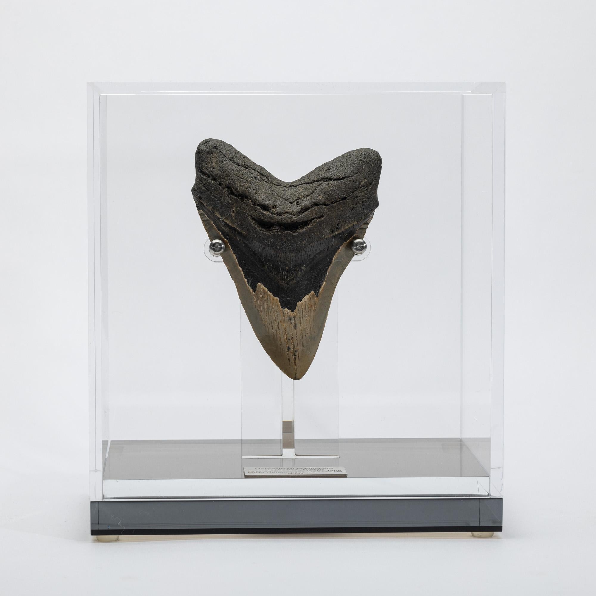 Megalodon, is an extinct species of sharks that lived 10 to 25 million years ago, during the Miocene period.
It’s considered the biggest predator that has ever lived, reaching lengths up to 60 feet and estimated weight of 60 tons. Their jaw could