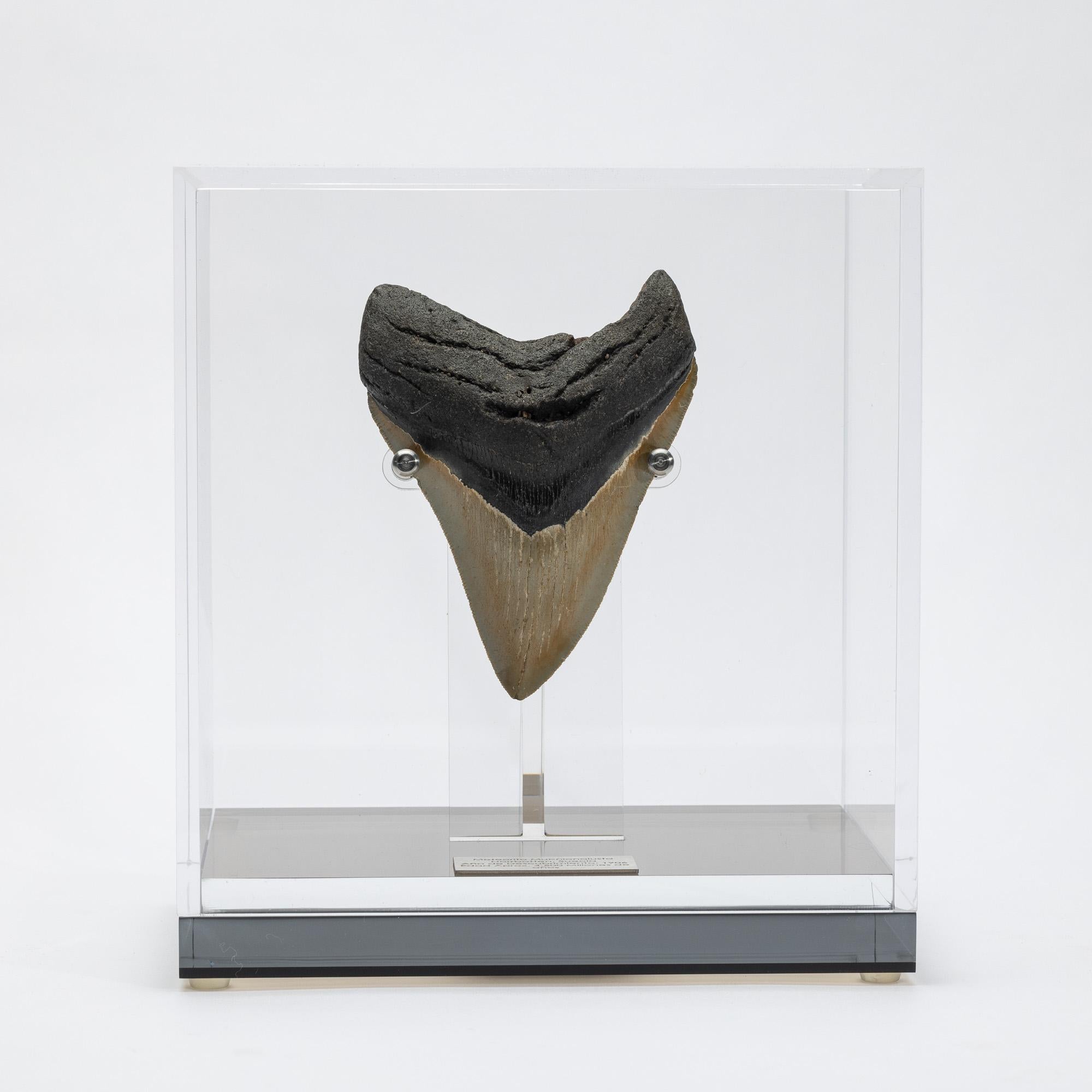 Megalodon, is an extinct species of sharks that lived 10 to 25 million years ago, during the Miocene period.
It’s considered the biggest predator that has ever lived, reaching lengths up to 60 feet and estimated weight of 60 tons. Their jaw could