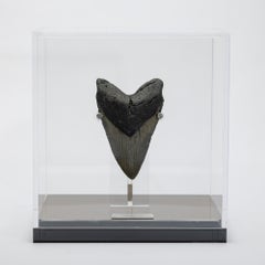 Fossil Megalodon "The Monster Shark" Tooth in Acrylic Custom Box