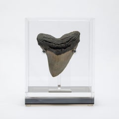 Fossil Megalodon „Die Monsterschlange“ Zahn in Acryl, maßgefertigte Schachtel
