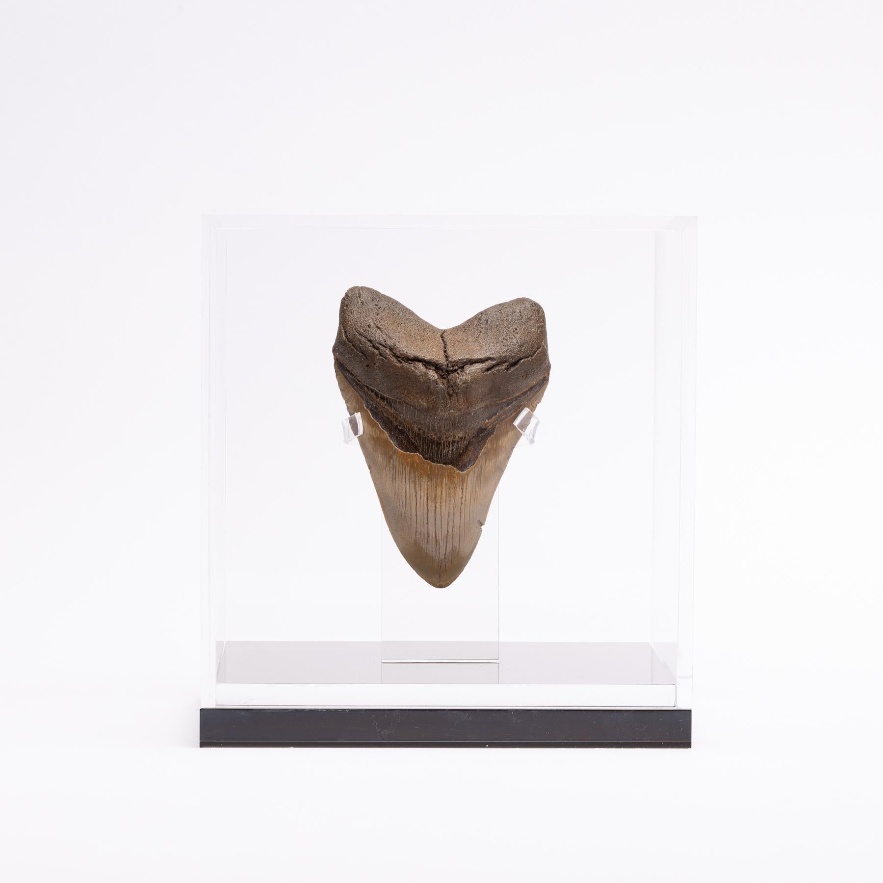 Organic Modern Fossil Megalodon 