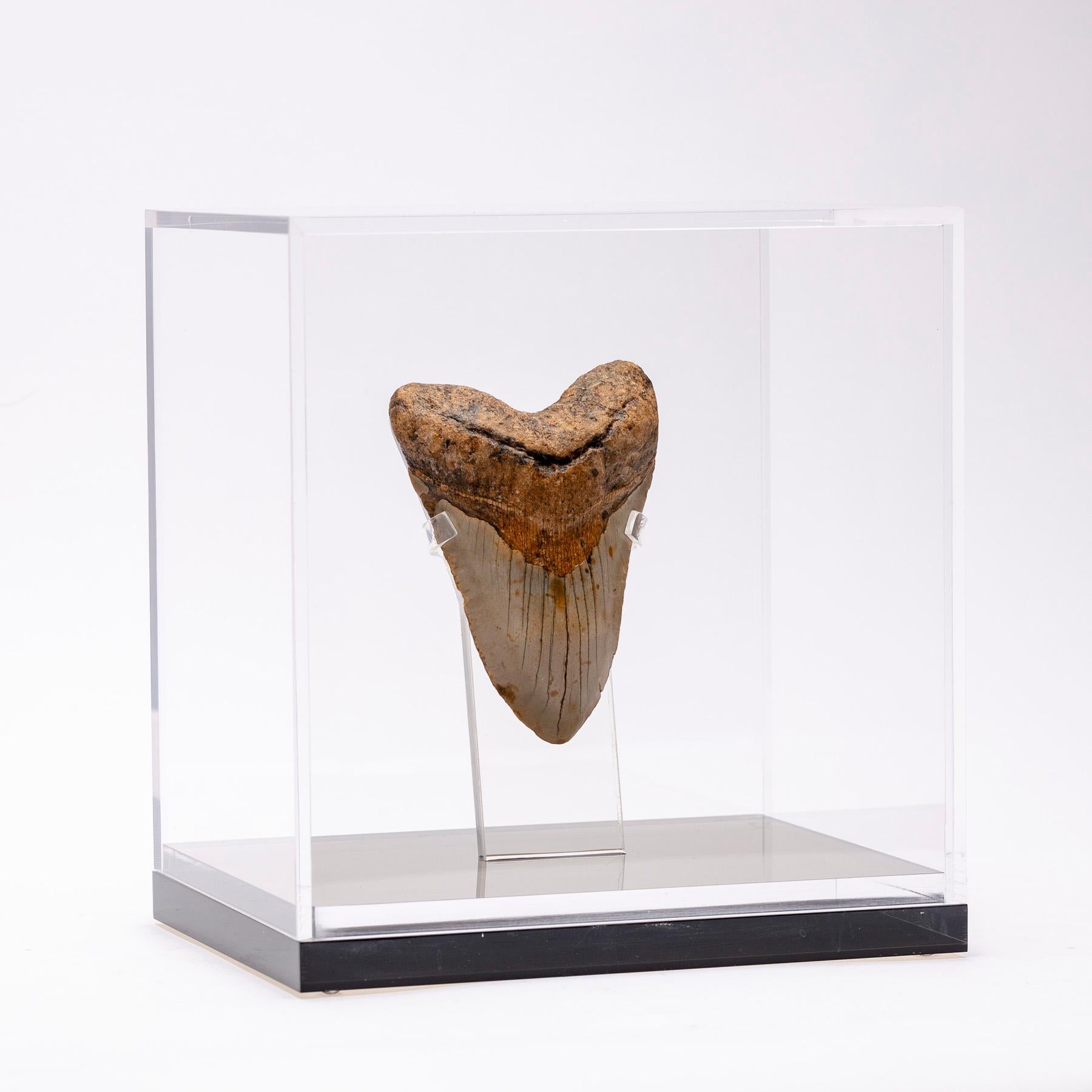 tracey emin teeth