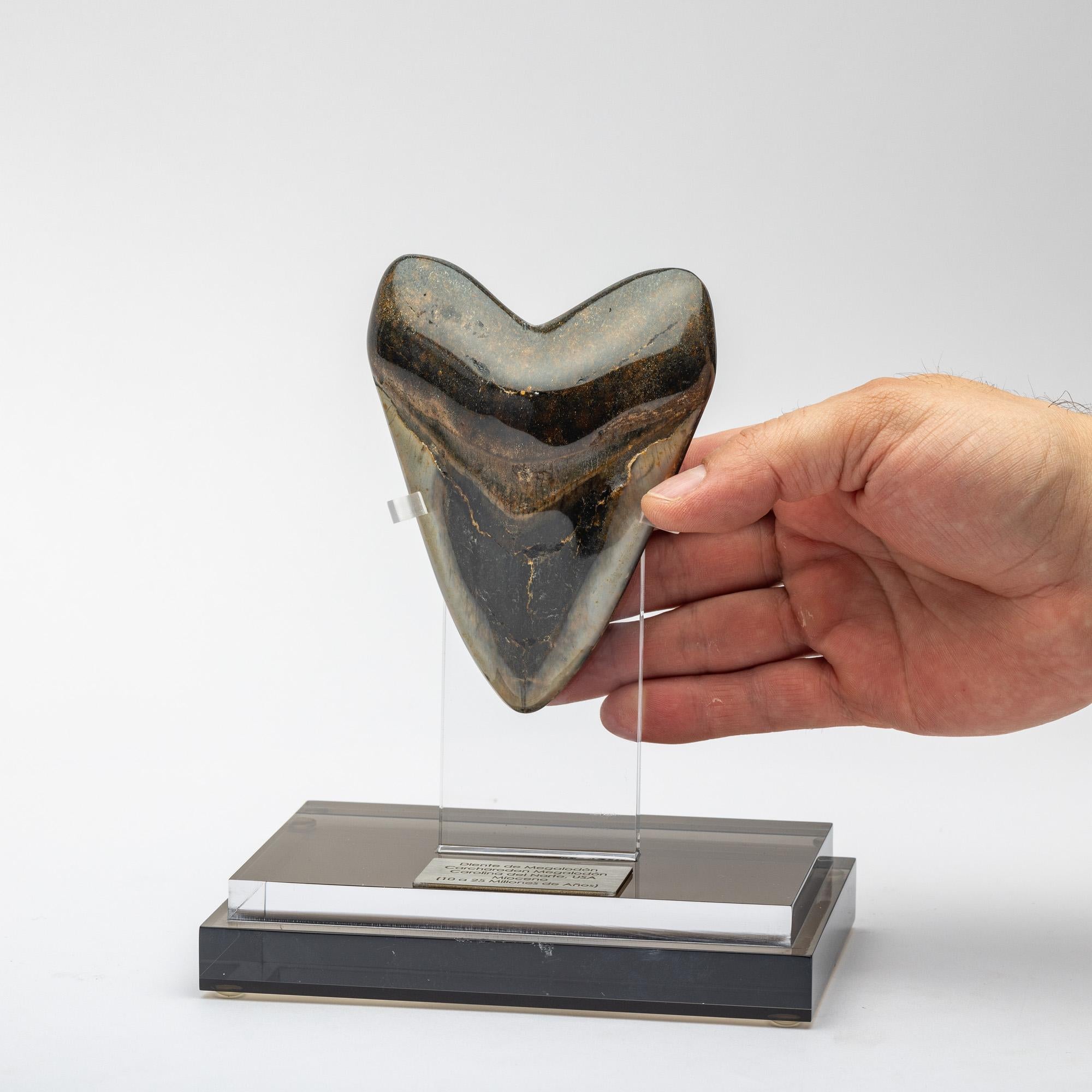 Organic Modern Fossil Megalodon 
