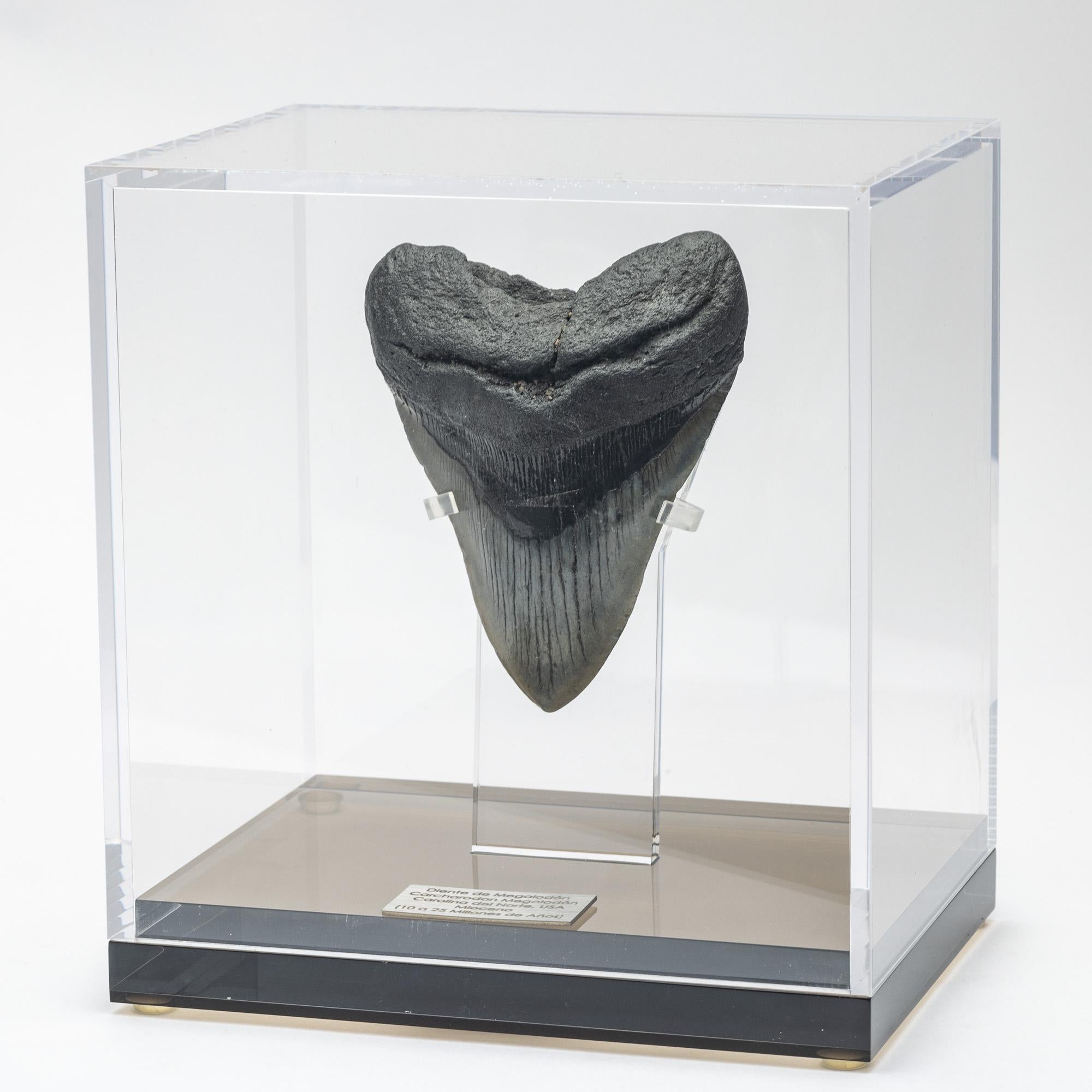 shark tooth display case