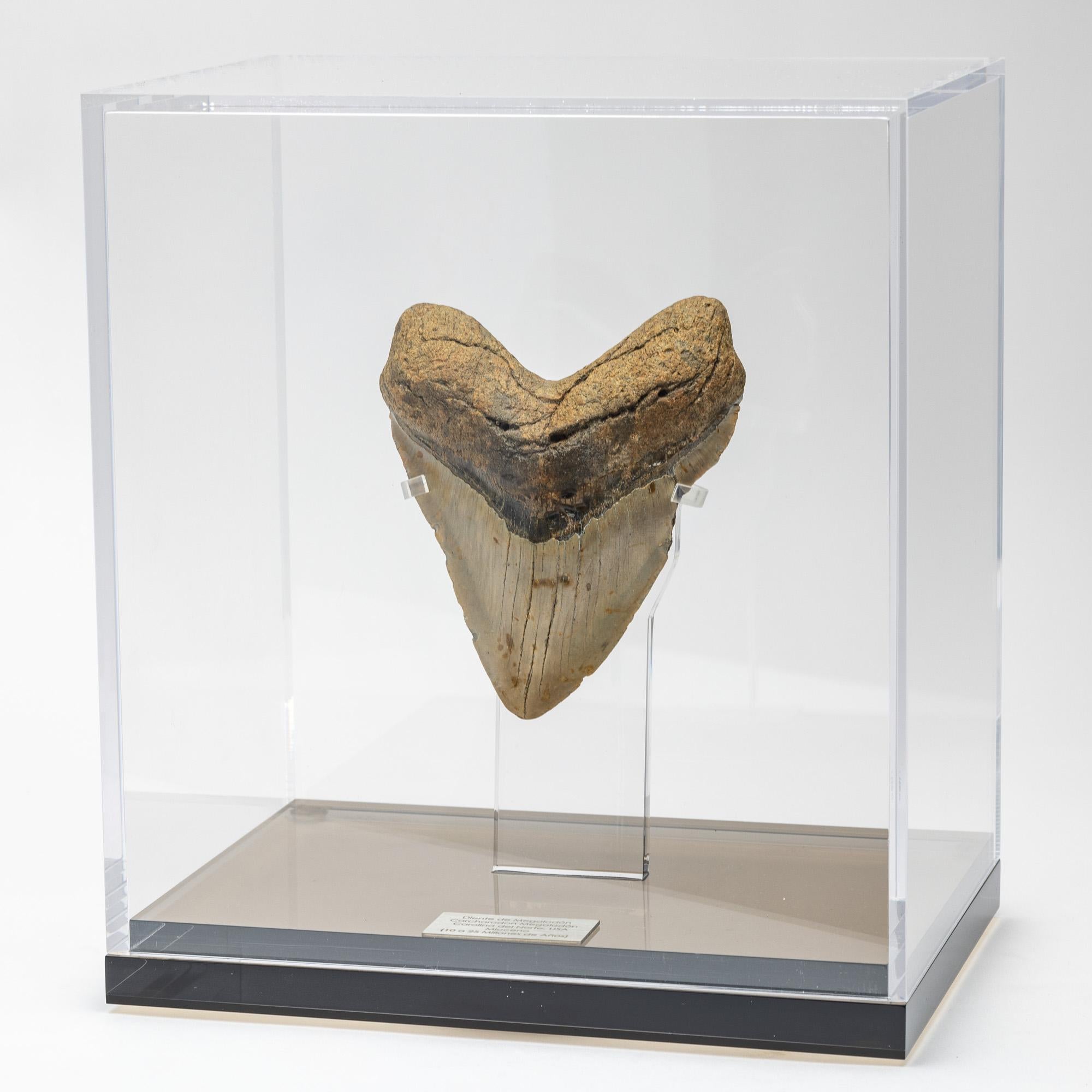 Organic Modern Fossil Megalodon 