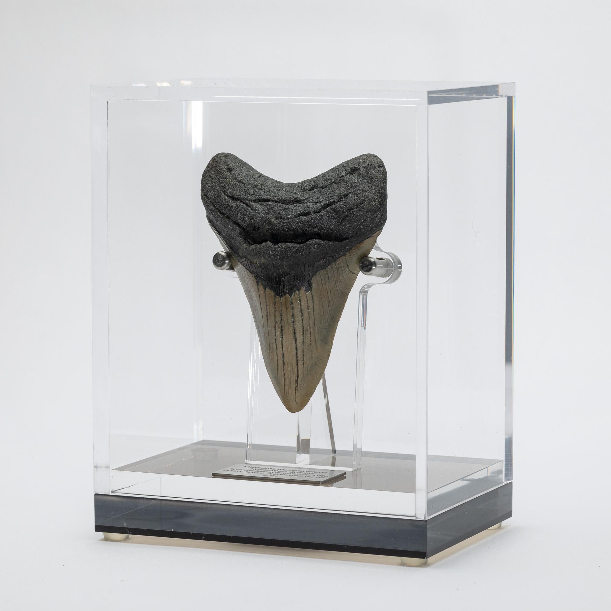 Organic Modern Fossil Megalodon 