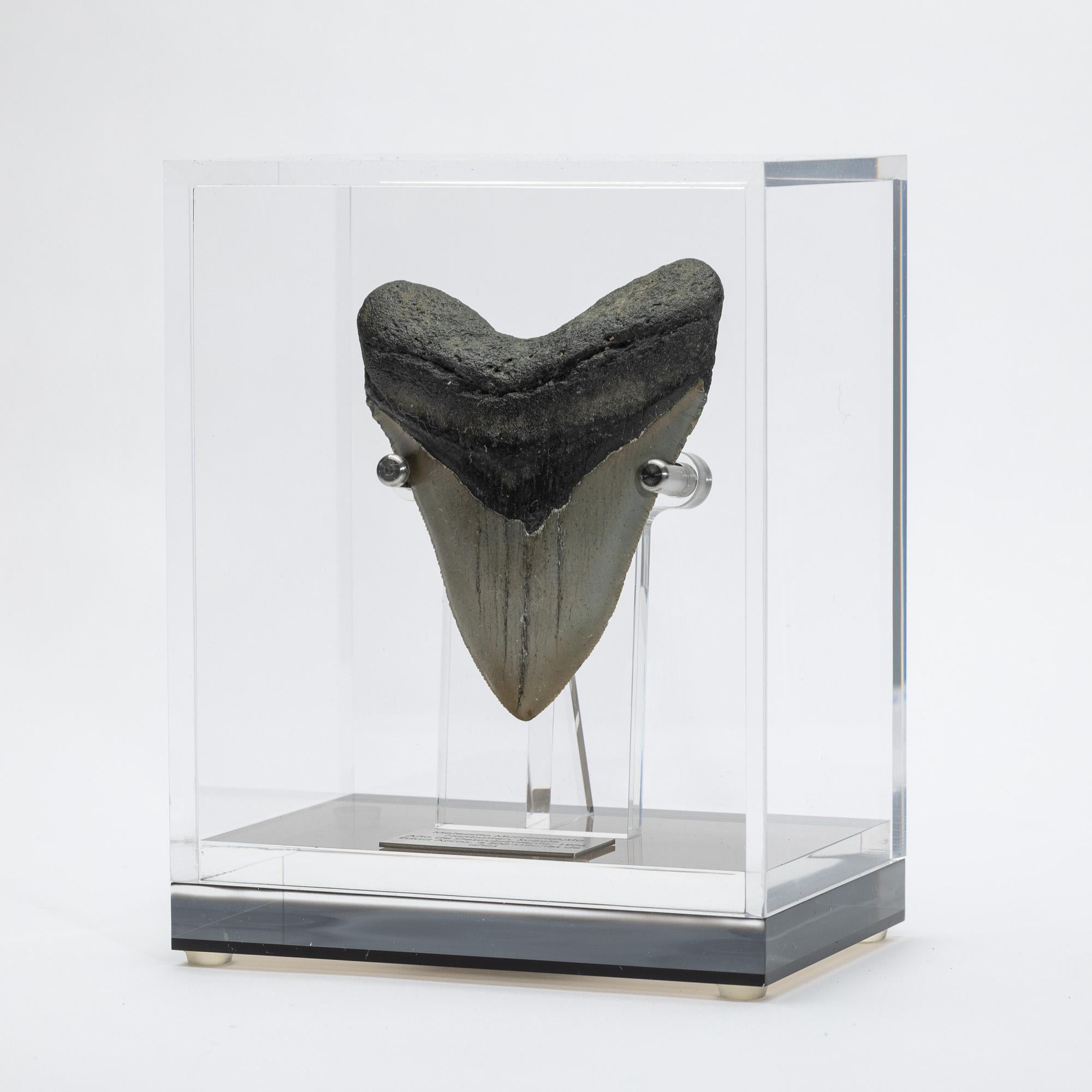 Organic Modern Fossil Megalodon 