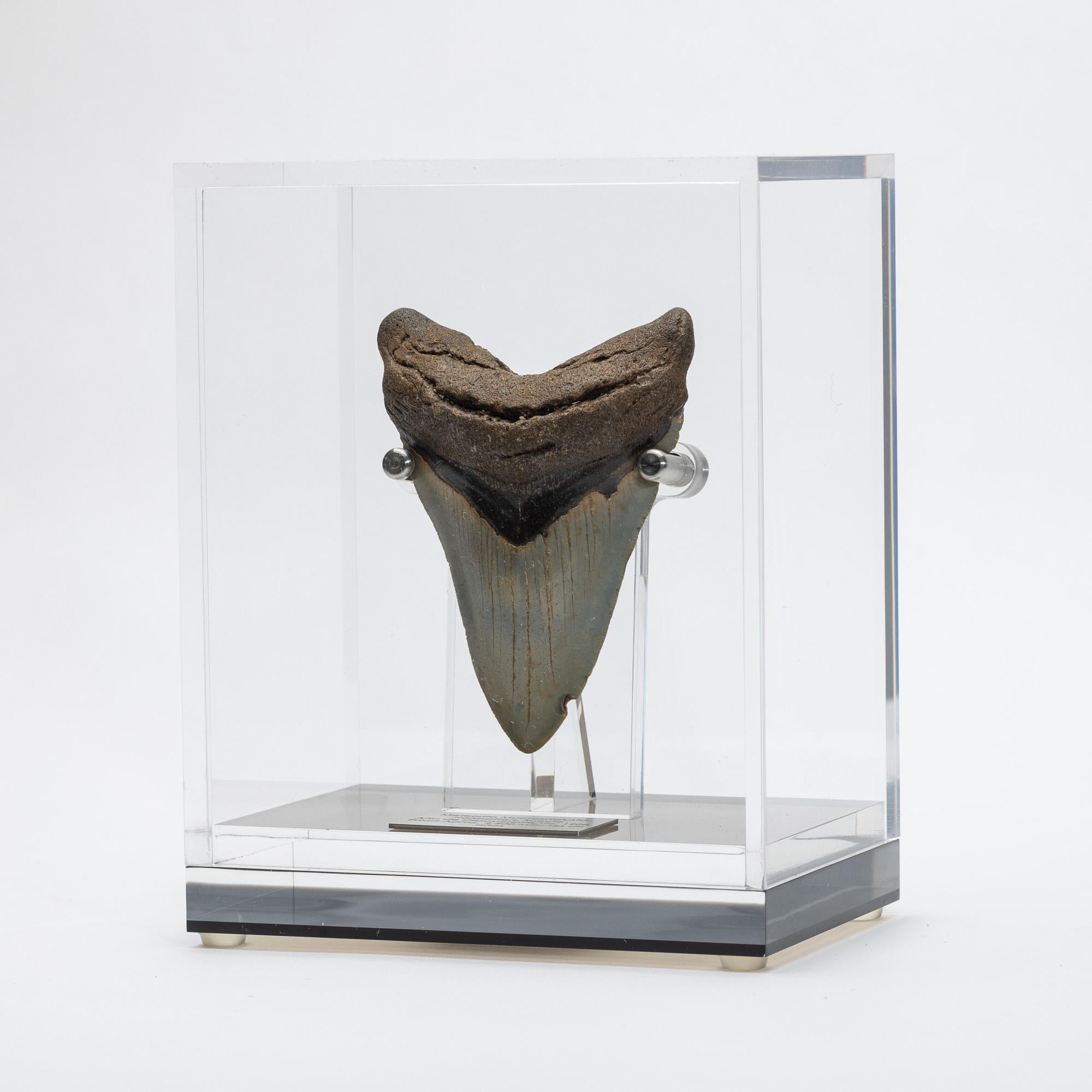 Organic Modern Fossil Megalodon 