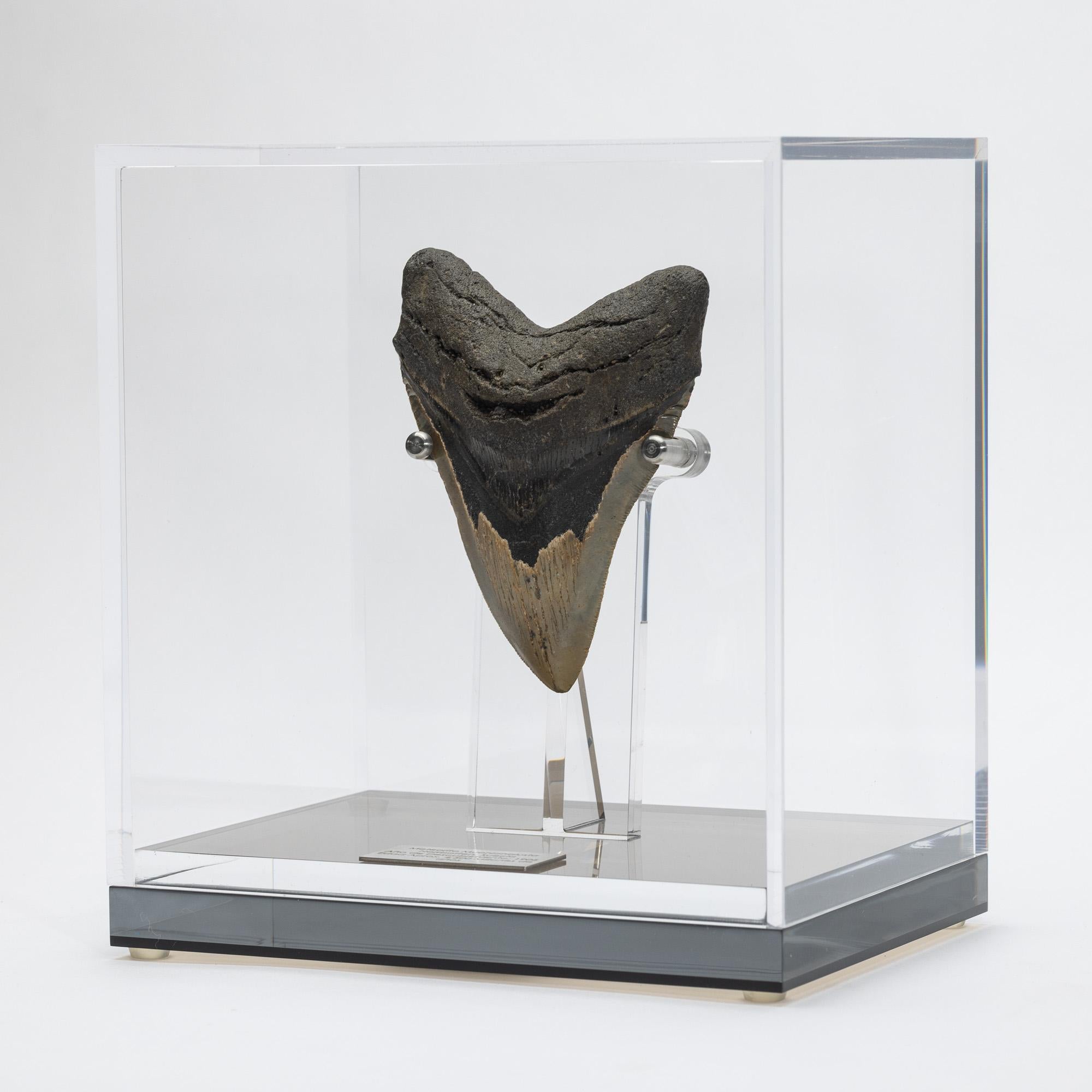 Organic Modern Fossil Megalodon 