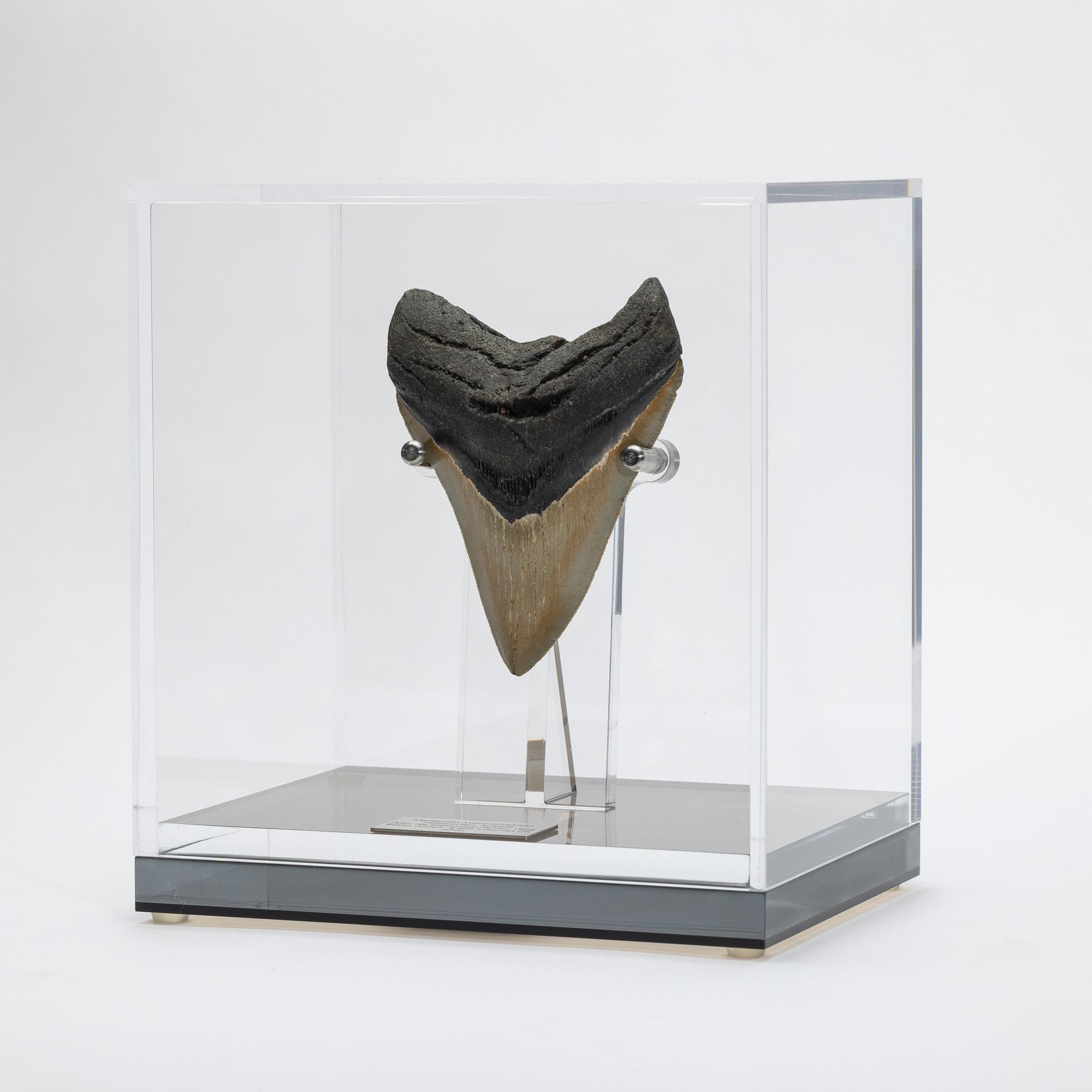 Organic Modern Fossil Megalodon 