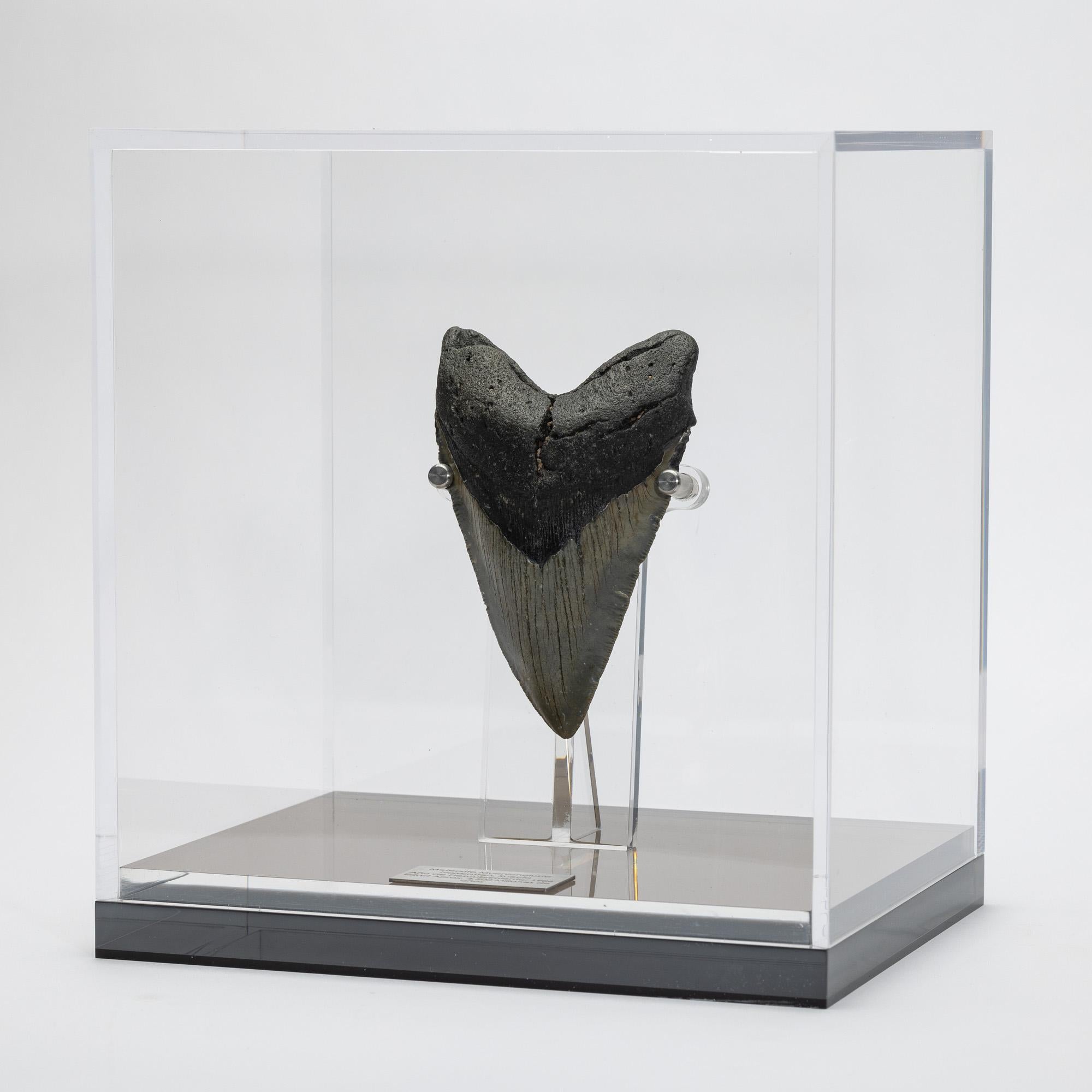 Organico moderno Dente fossile di Megalodon 