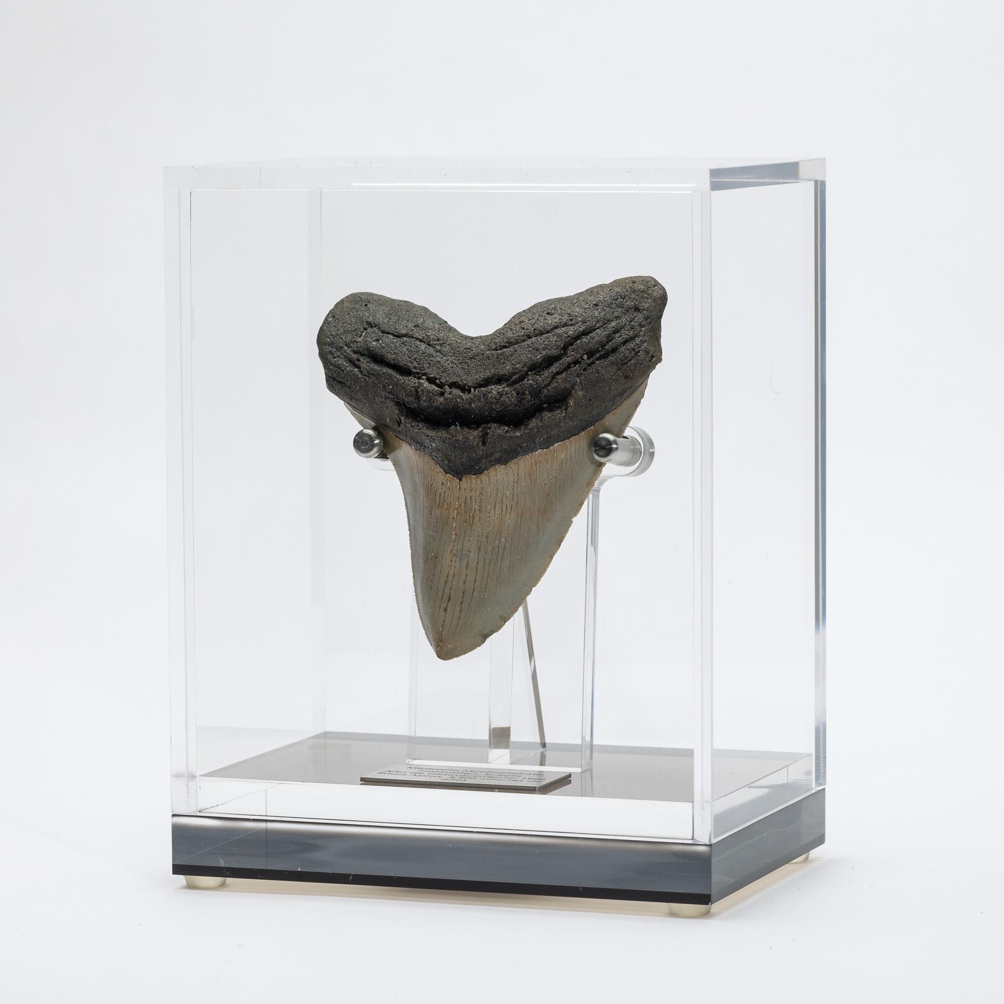 Organic Modern Fossil Megalodon 