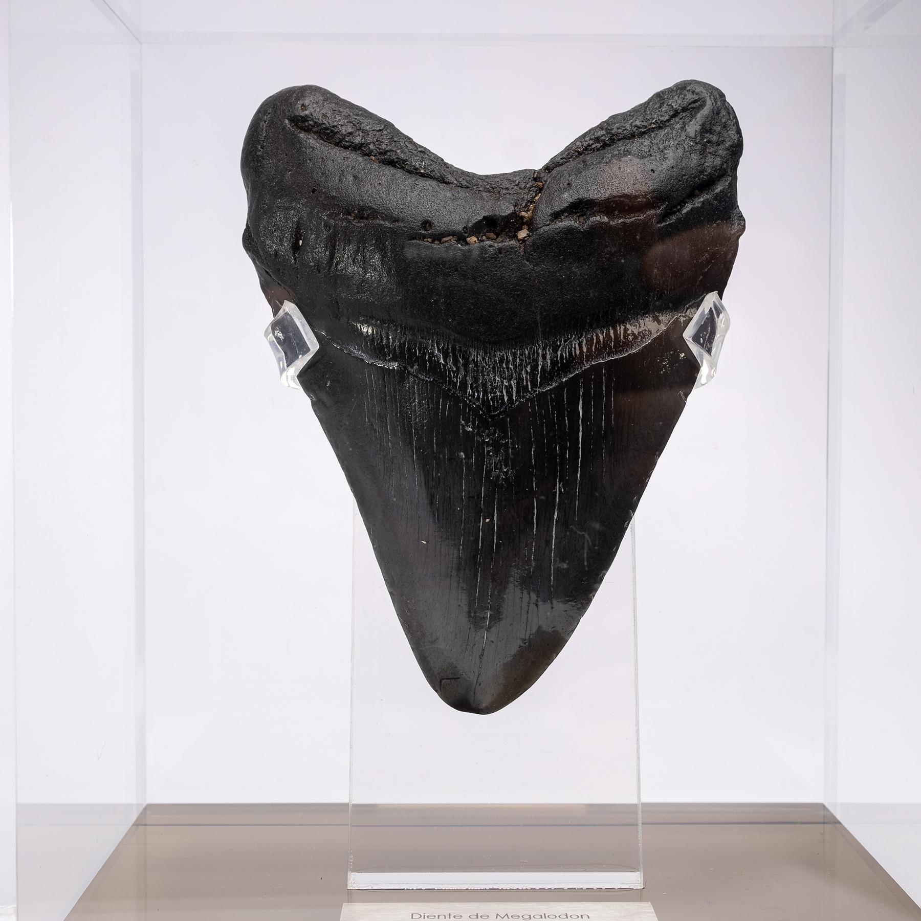 Mexican Fossil Megalodon 