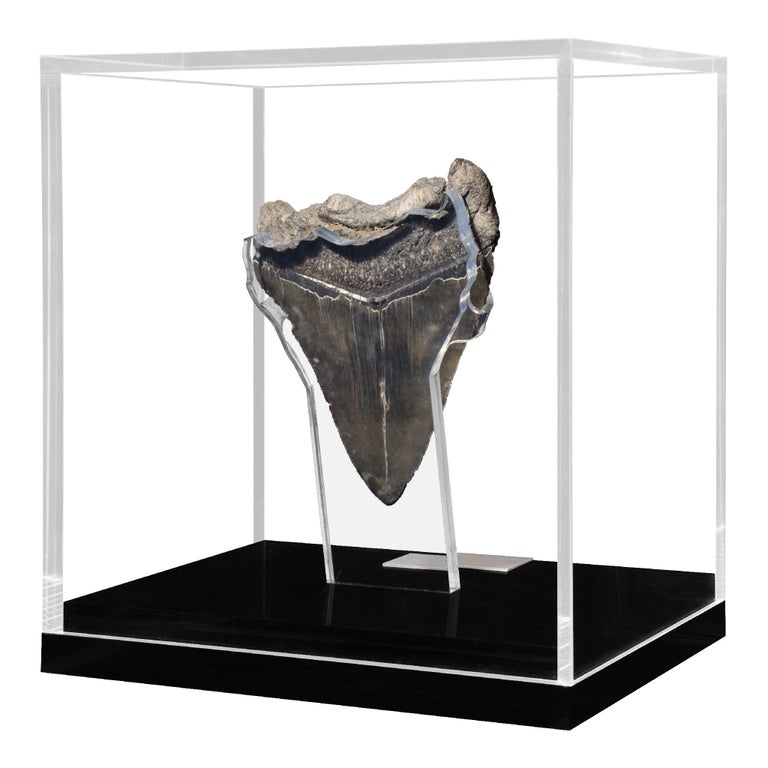 Fossil Megalodon The Monster Shark Tooth in Acrylic Custom Box at 1stDibs   megalodon tooth display case, shark tooth display case, display case for  megalodon tooth