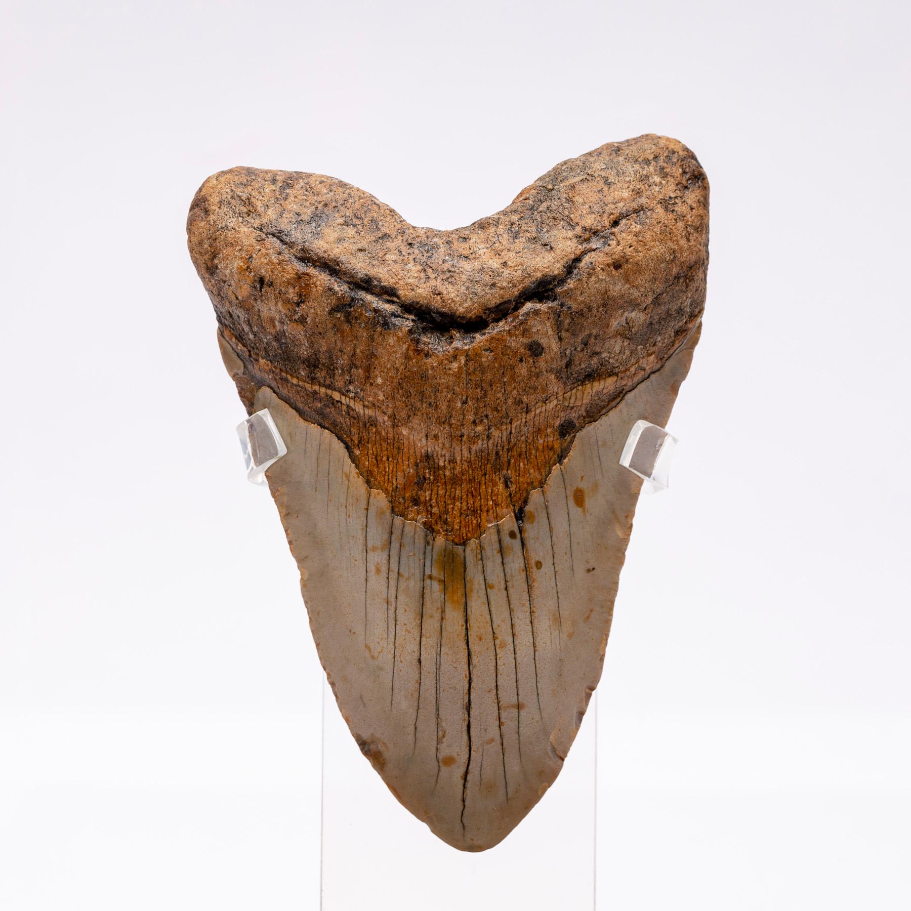 megalodon tooth display case