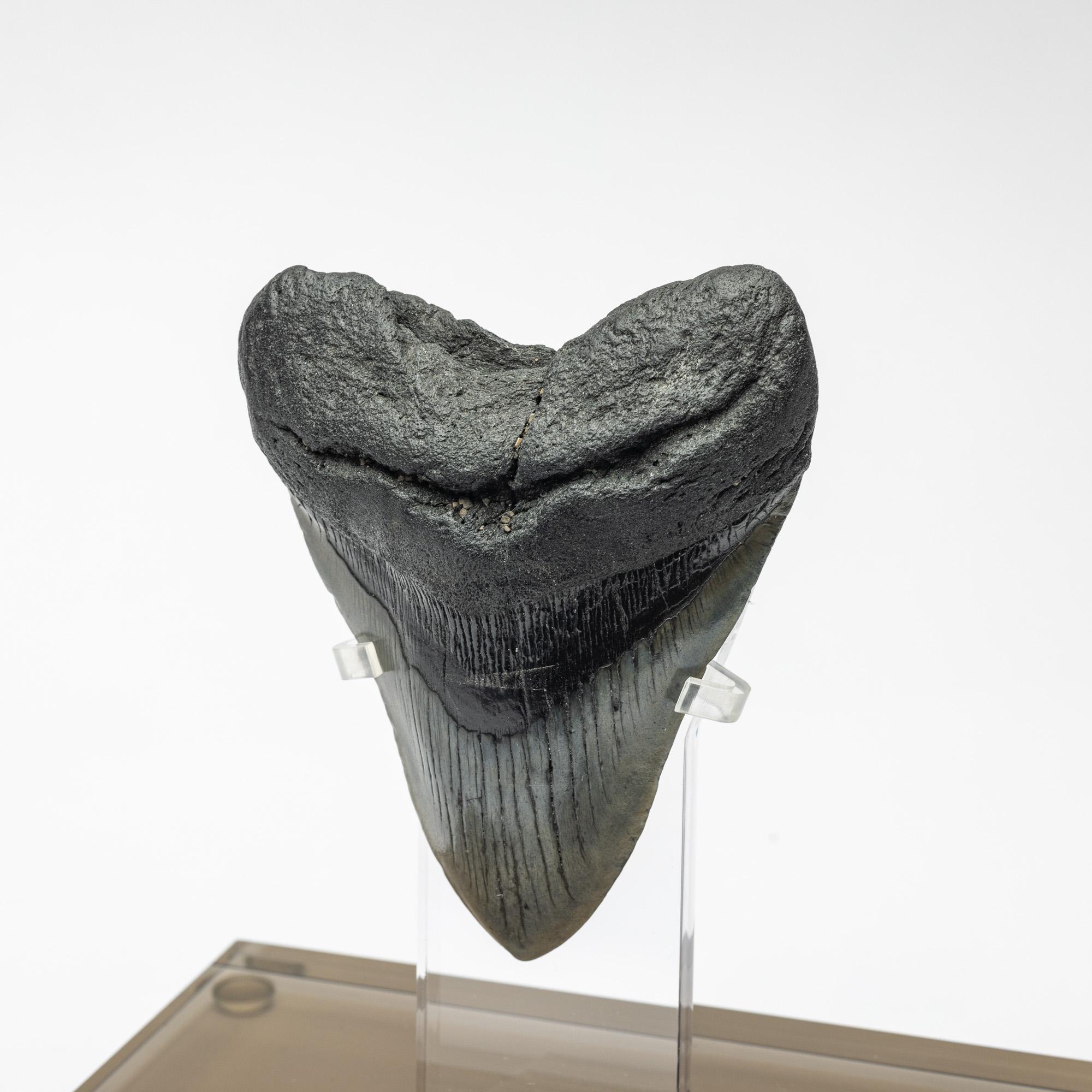 Organic Modern Fossil Megalodon 