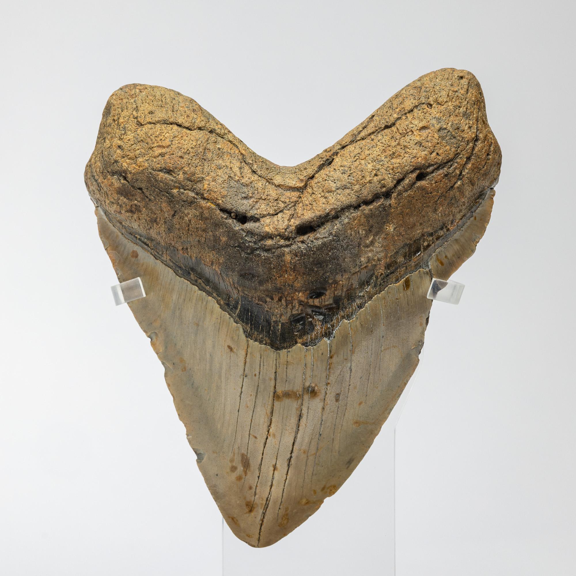 Mexican Fossil Megalodon 
