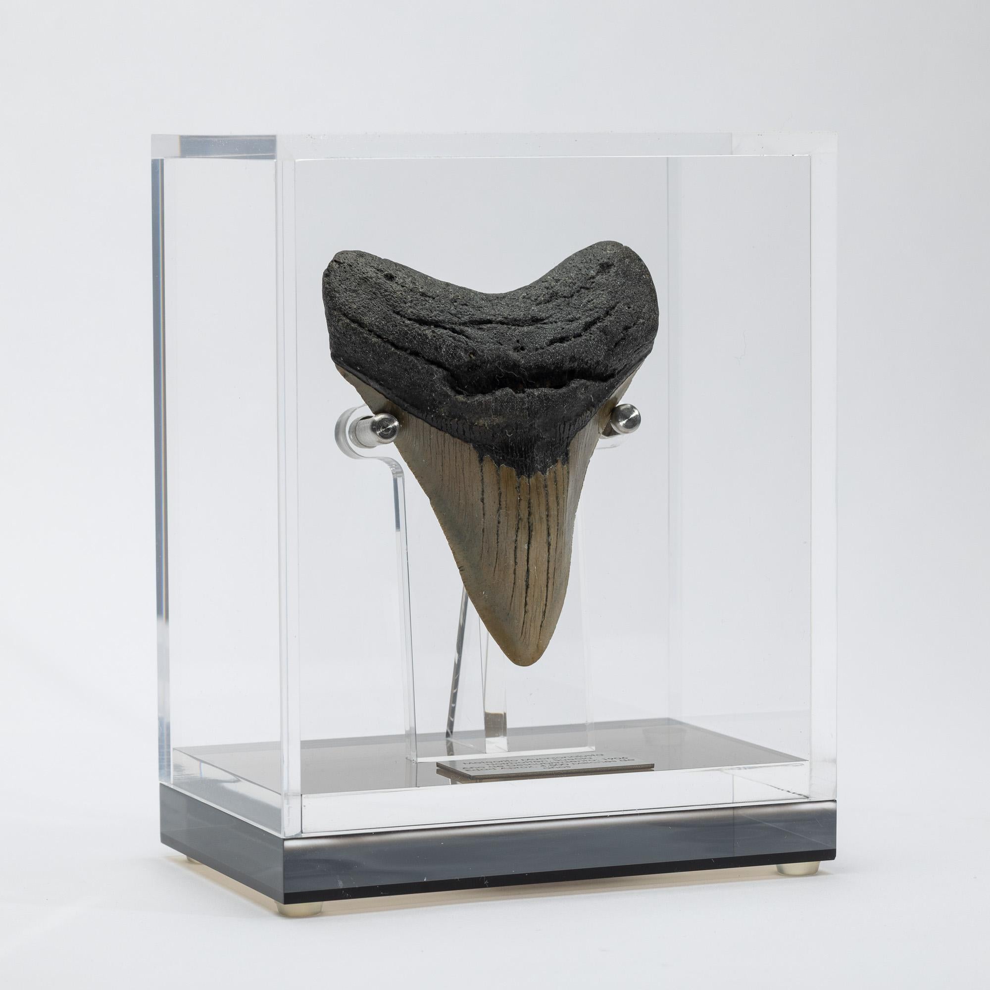 Mexican Fossil Megalodon 