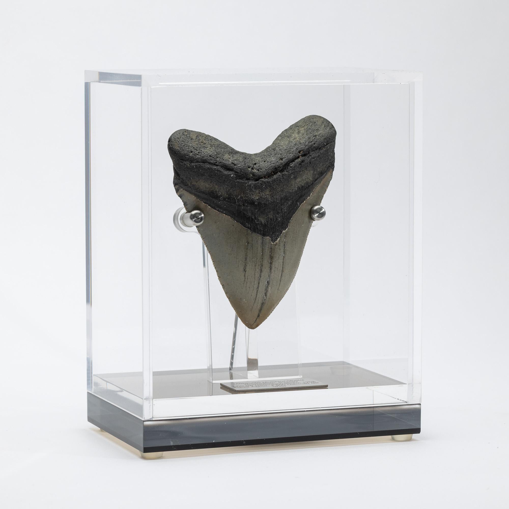 Mexican Fossil Megalodon 