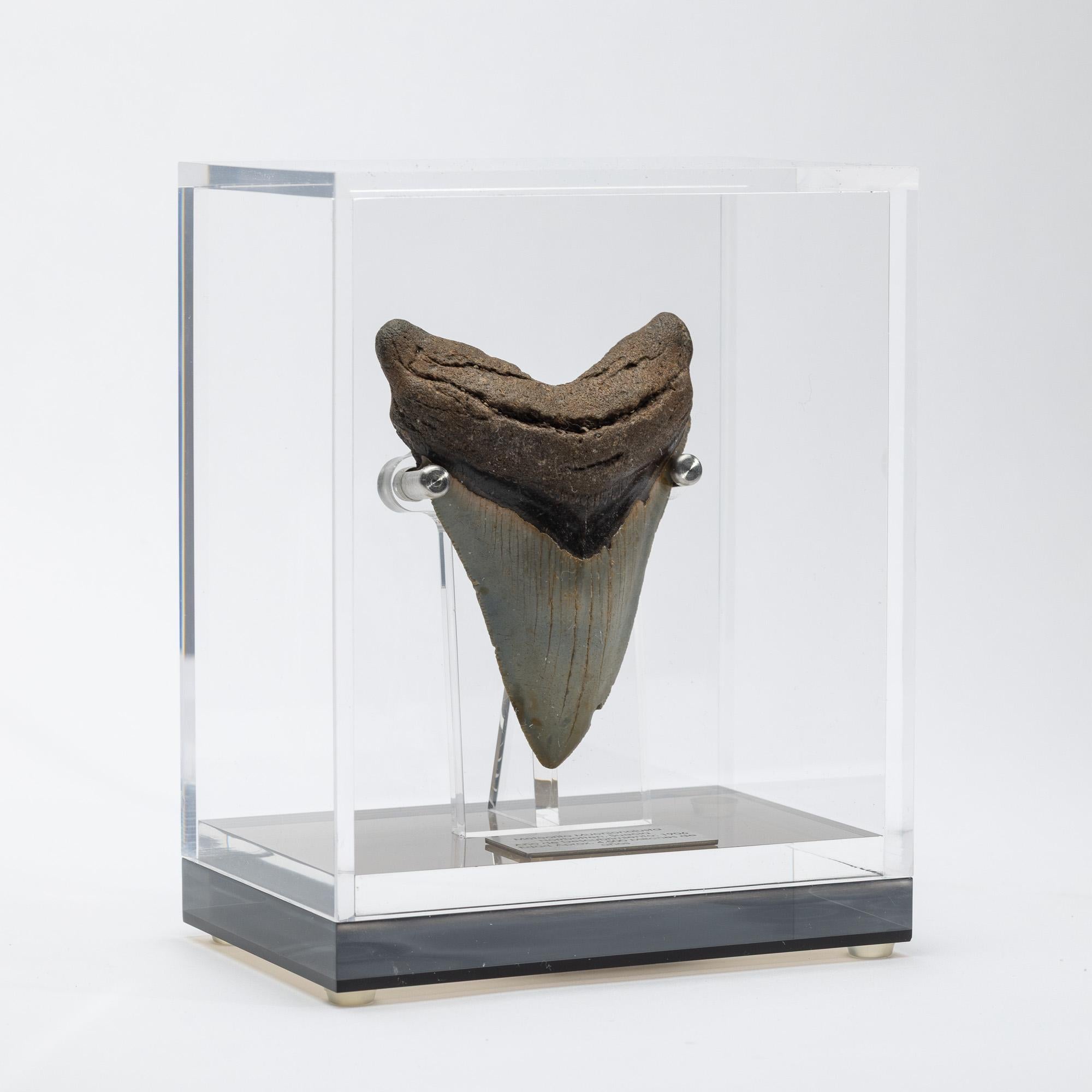 Mexican Fossil Megalodon 